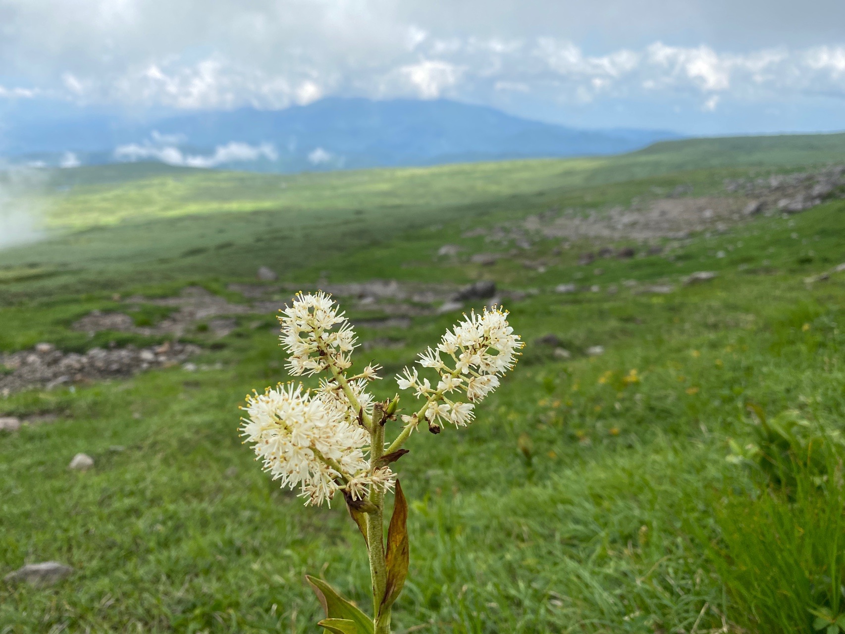 月山 がっさーん 立て ジョー 遊びでねぇんだ 08 13 Goofyさんの月山の活動データ Yamap ヤマップ
