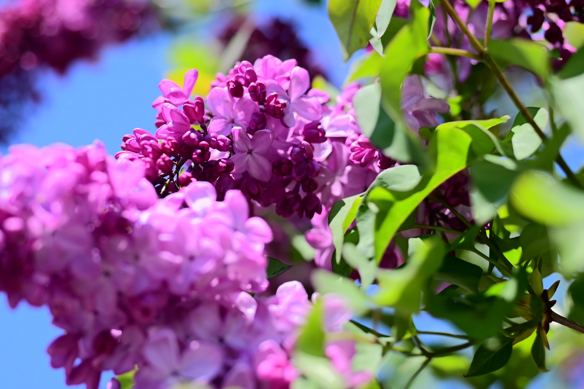 開成山公園お写んぽ たけぽんさんの郡山市の活動データ Yamap ヤマップ