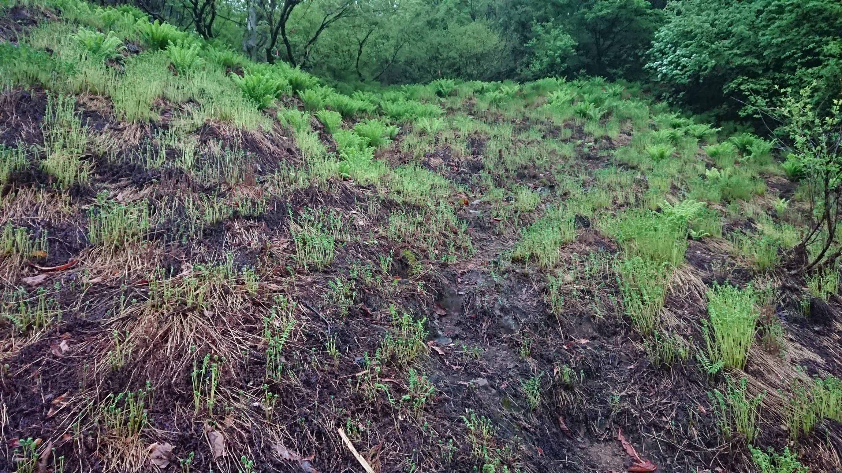 木六山・銀次郎山 山の神直下
夏には登山道が緑で覆われてしまいます