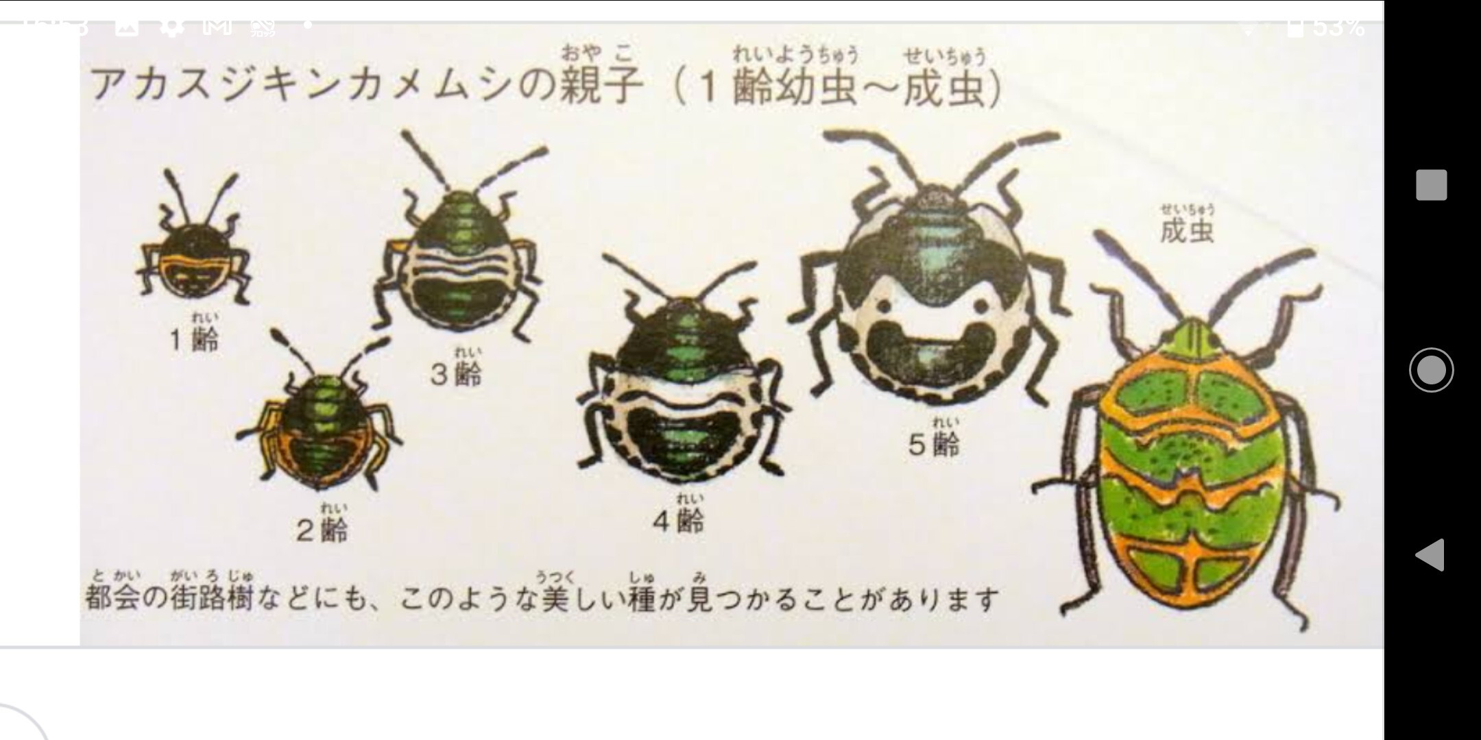 アカスジキンカメムシって初めて知りました シャロンパさんのモーメント Yamap ヤマップ