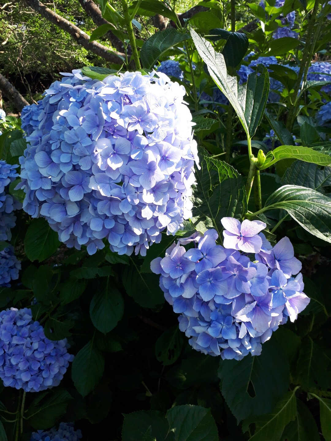 陽射しが強かったので甲山森林公園で自然満喫しました Hyogo Wr 4734 Hiro さんの六甲山 長峰山 摩耶山の活動日記 Yamap ヤマップ