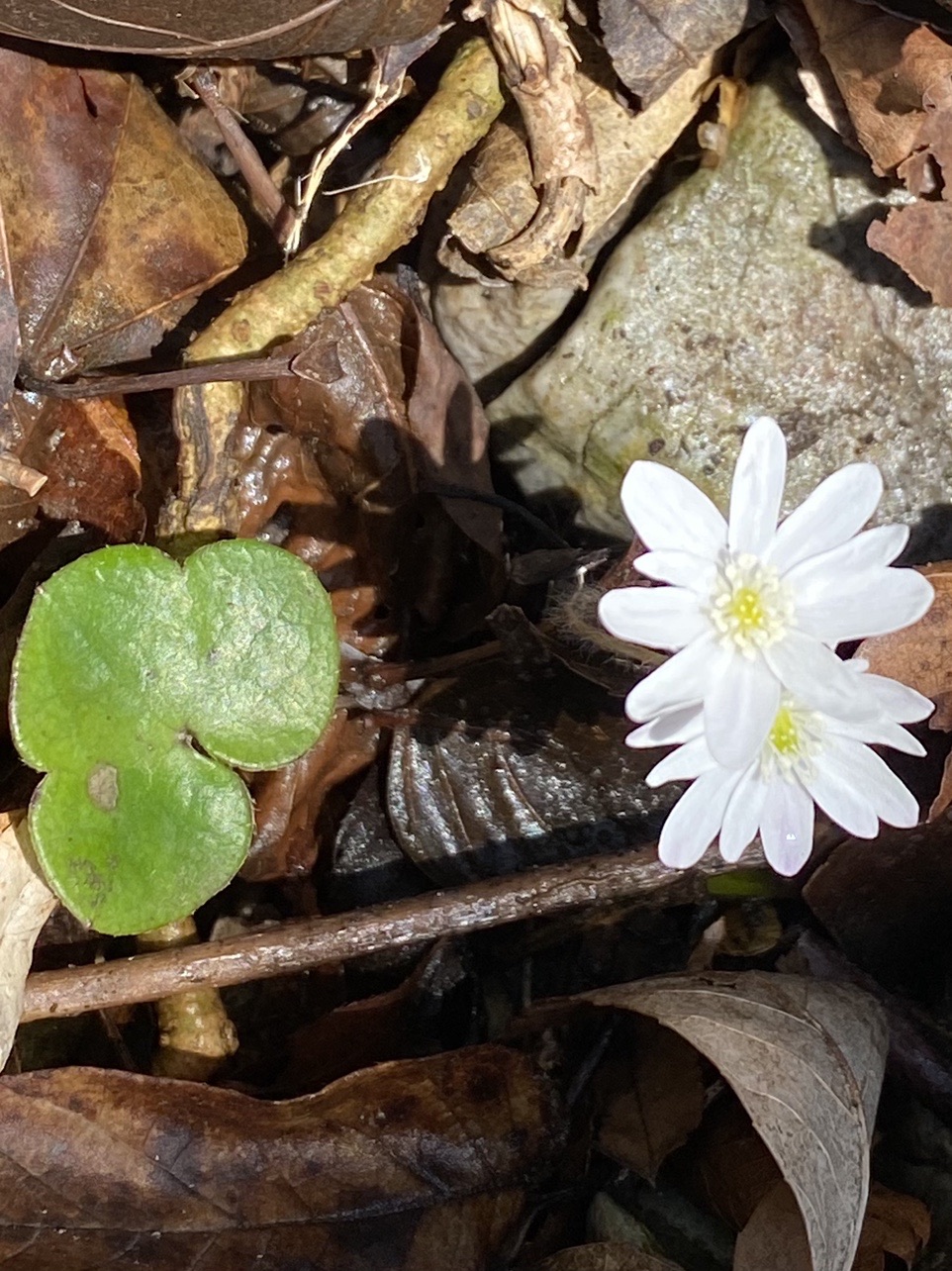 孫太尾根から花巡り 藤原岳 和坊さんの藤原岳 御池岳の活動日記 Yamap ヤマップ