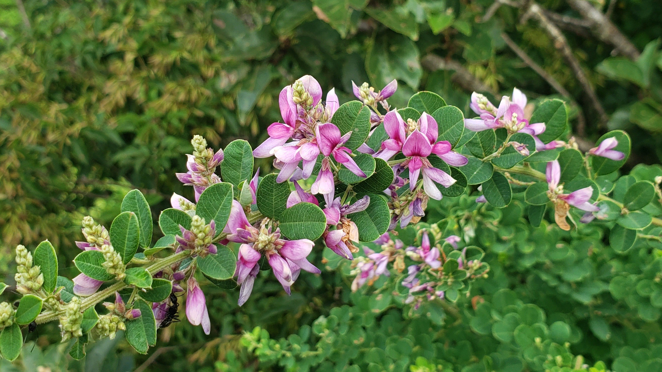 No 64 富山の百山 小佐波御前山 とーけんさんの小佐波御前山の活動日記 Yamap ヤマップ