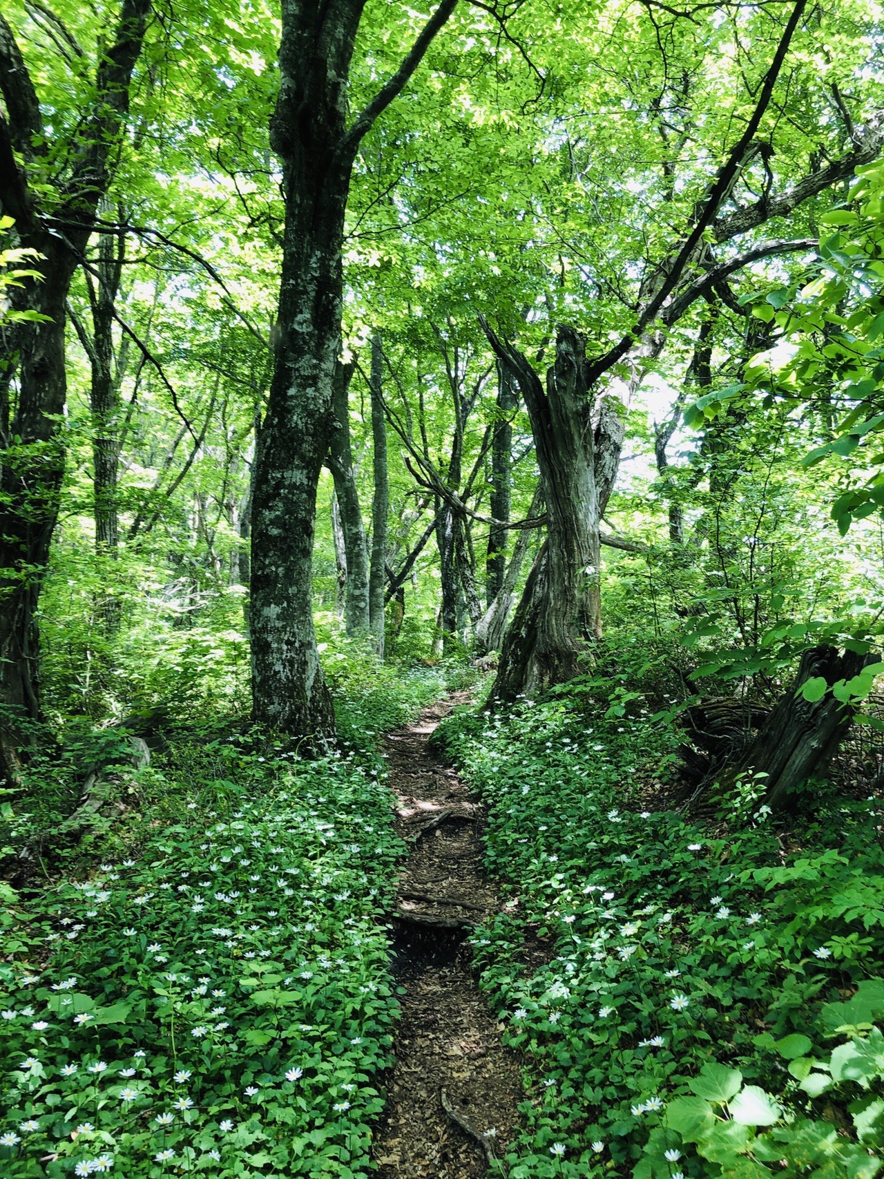 牛曳山 ヨメナロード 06 05 Mr Jyodor Iさんの比婆山 立烏帽子山 吾妻山の活動データ Yamap ヤマップ