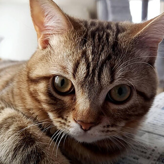 スナフのページ YAMAP / ヤマップ