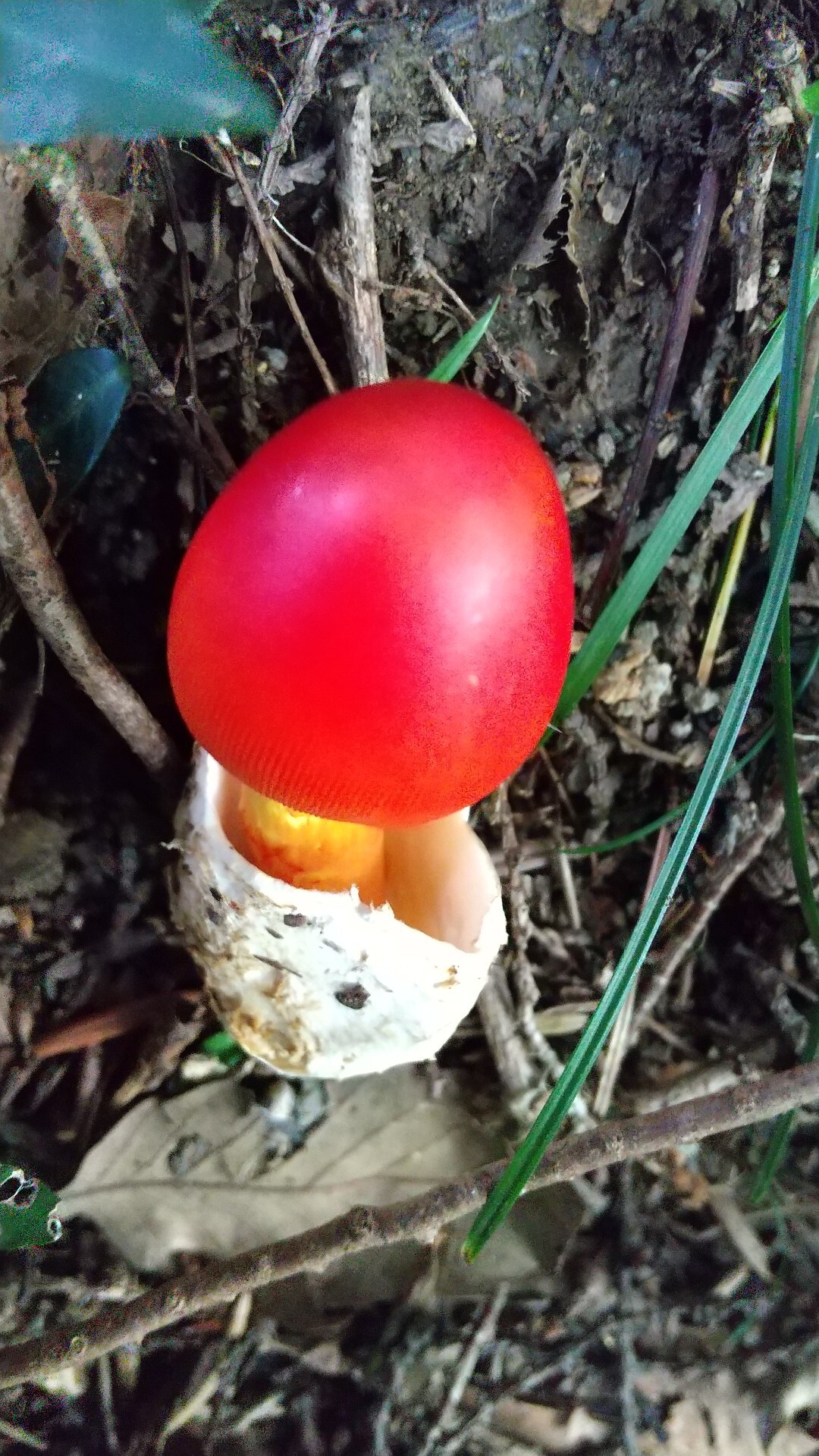 山を歩くと面白いキノコを発見します ほん はむさんのモーメント Yamap ヤマップ