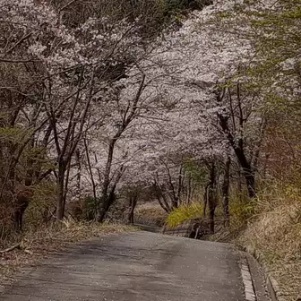 急な登山道を下って、浄水場辺りまで下りると桜に再会。まだ下山者は少ない。