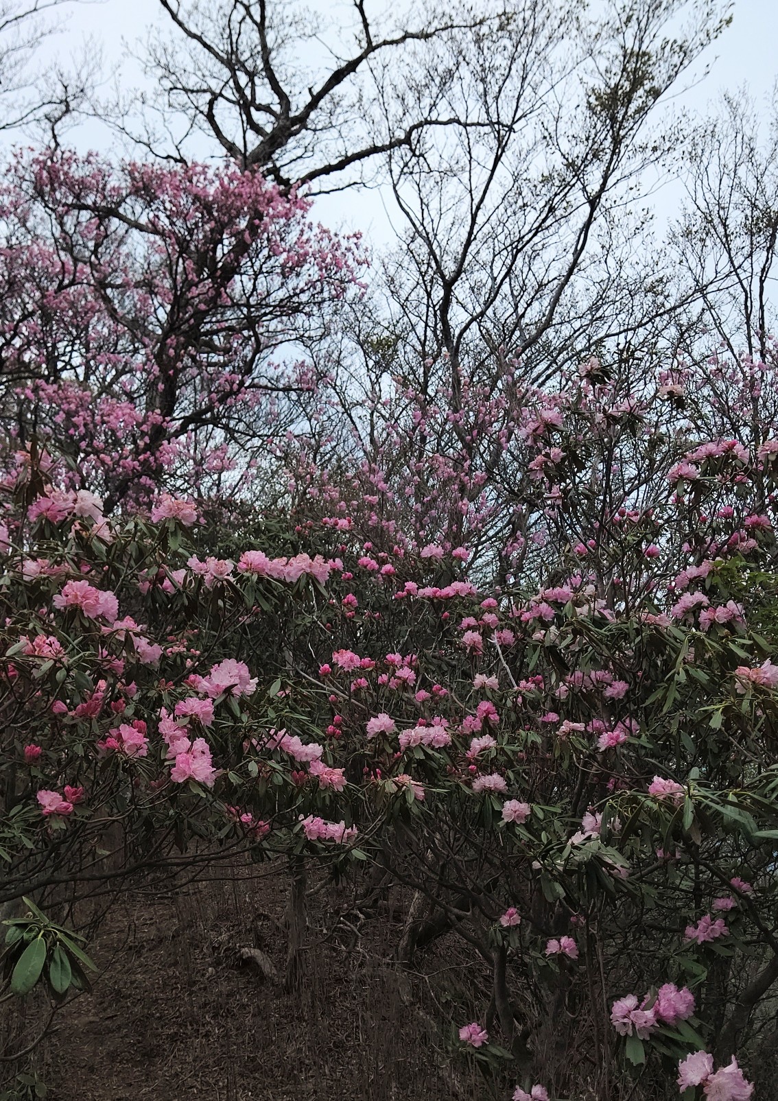 親父山 障子岳 古祖母山 黒岳 三尖 さきさんの祖母山の活動データ Yamap ヤマップ