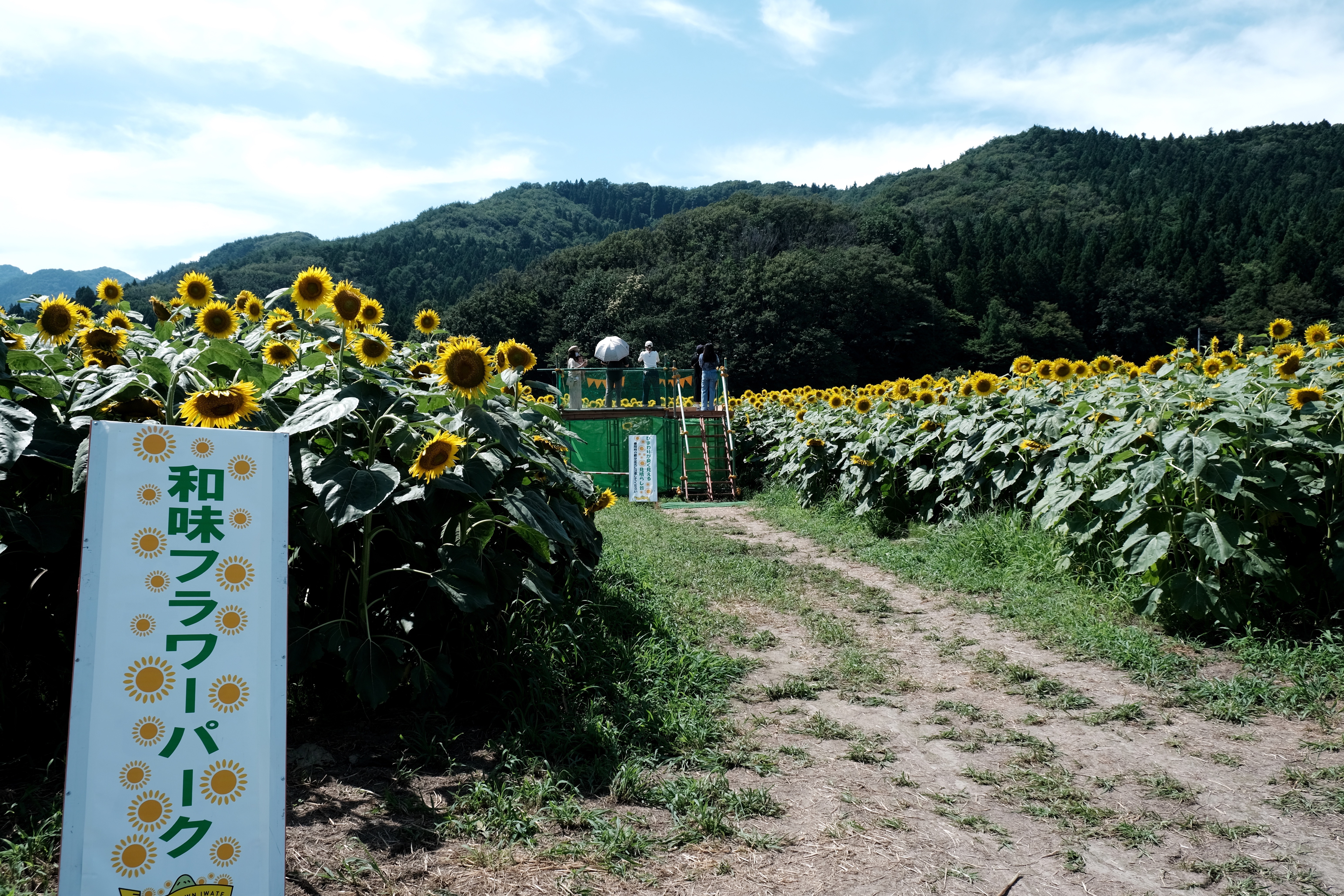 矢巾町 和味フラワーパークの ひまわり 呑気なおじーちゃんさんの観光の活動日記 Yamap ヤマップ
