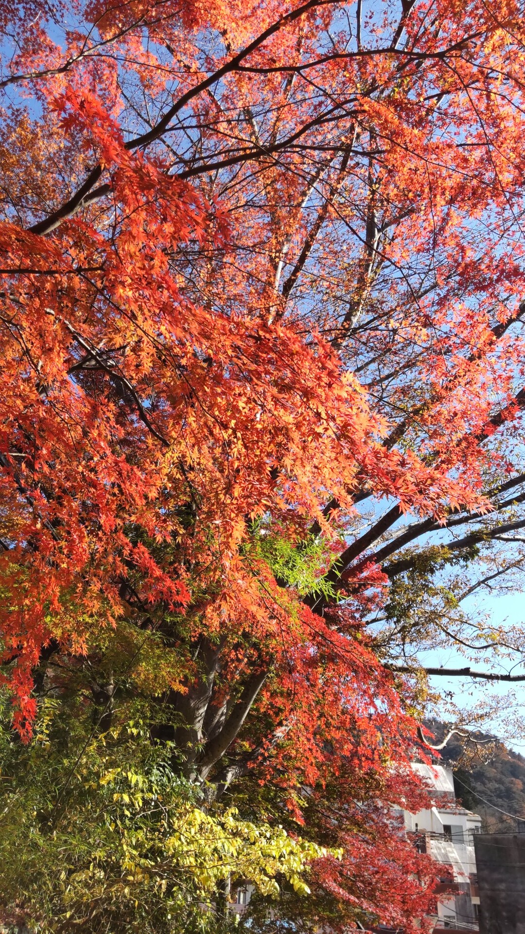那須塩原市塩原温泉 紅の吊橋付近の紅葉で ゆういちさんのモーメント Yamap ヤマップ