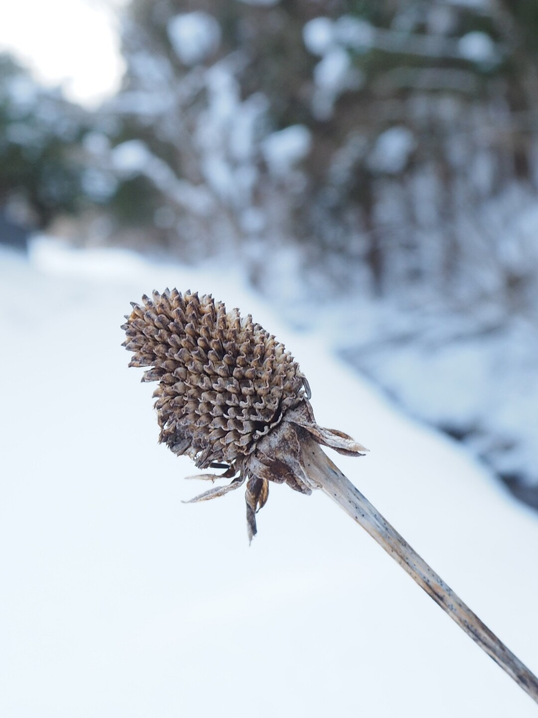 変わった名前の鳥谷沢頭 / あだっぷさんの五の宮岳・皮投岳の活動データ YAMAP / ヤマップ