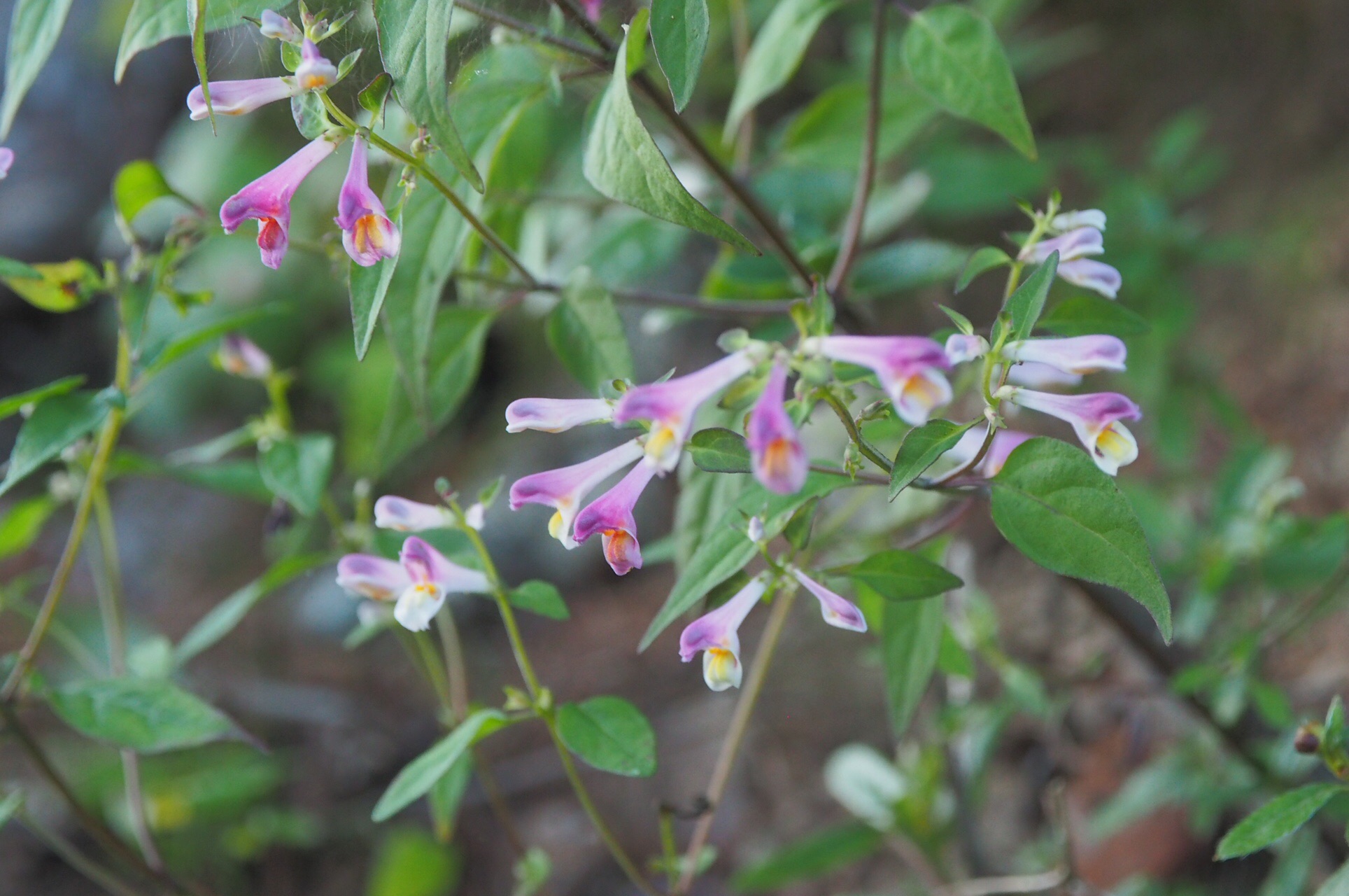 飯豊連峰 梶川尾根 北股岳 梅花皮小屋 Hishamasuさんの飯豊山 大日岳 御西岳の活動日記 Yamap ヤマップ