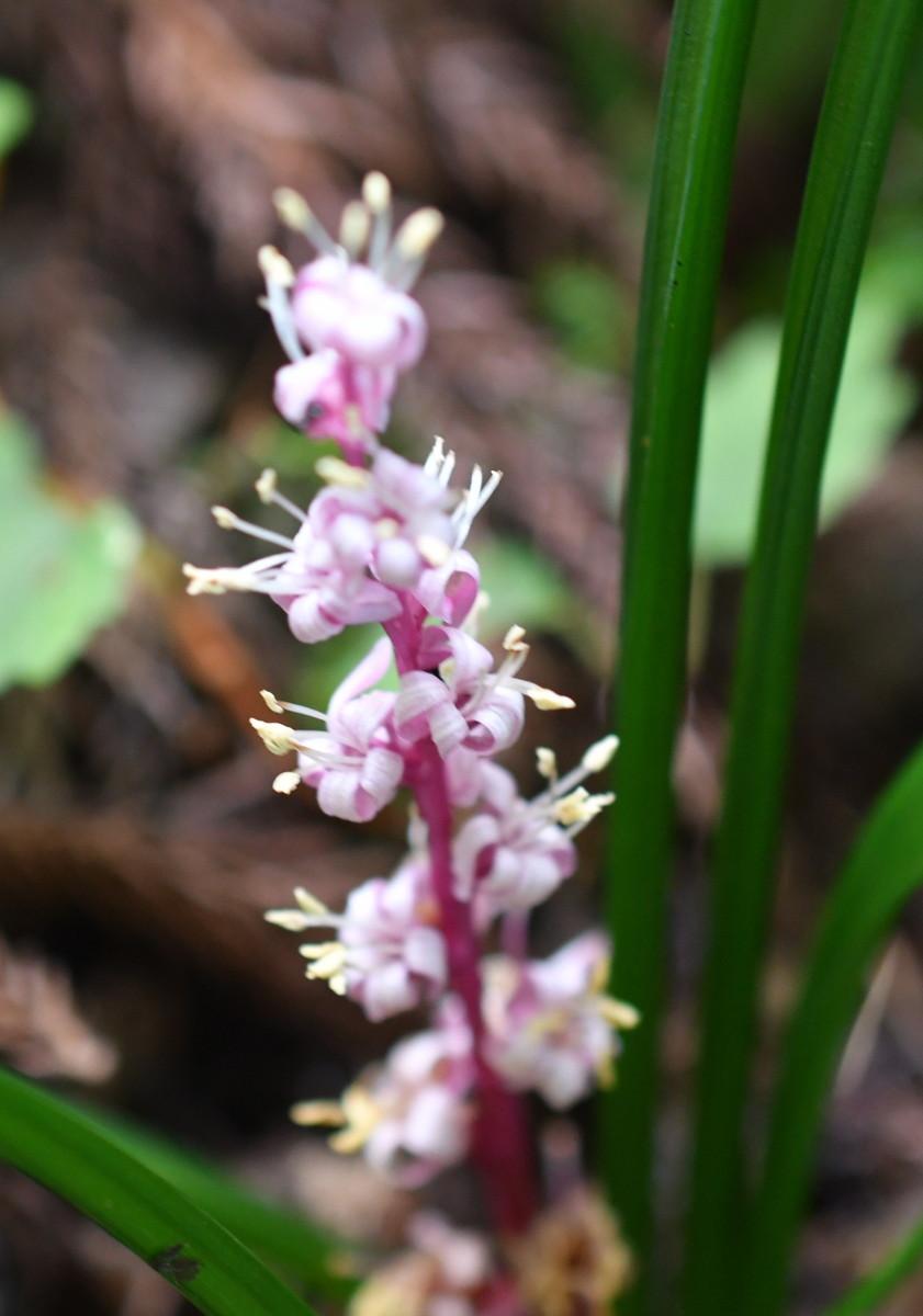 四国名花選 36 キチジョウソウ 四国花図鑑alphaさんのモーメント Yamap ヤマップ