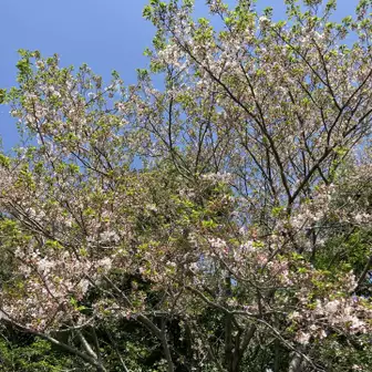 山頂⛰️付近の桜🌸… 葉桜…😅