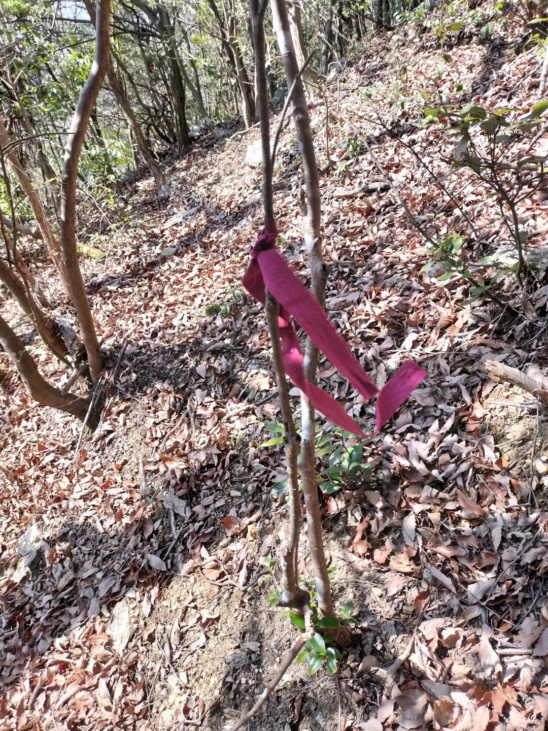 雁又山 / inojunさんの大谷山・滝谷山・城ヶ峰の活動データ | YAMAP / ヤマップ