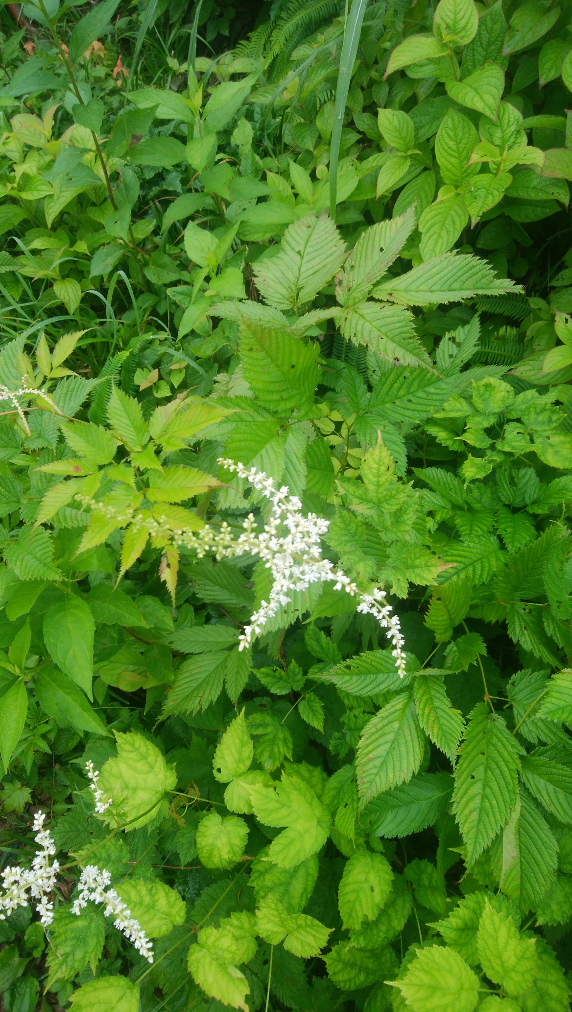 鬼が面山 浅草岳 07 13 ｏちゃんさんの浅草岳 鬼ヶ面山の活動日記 Yamap ヤマップ