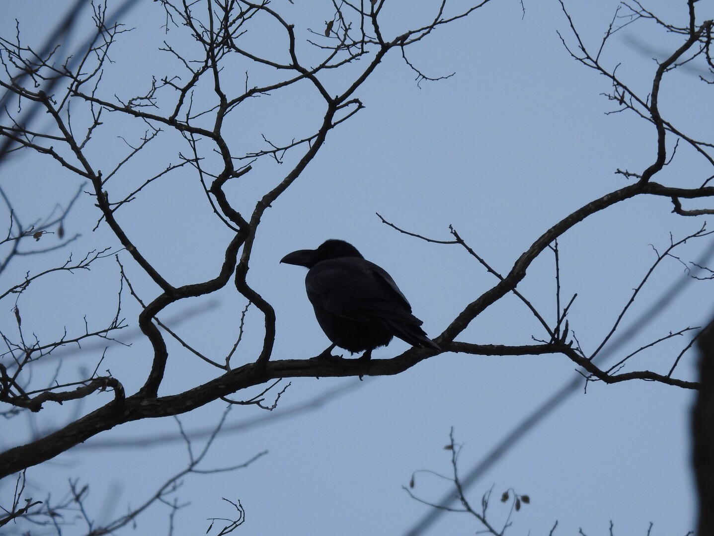 鳥撮 とっとり 日記 ４ トンビさんくるりと輪を描いた Zakkamanさんのウォーキングの活動日記 Yamap ヤマップ