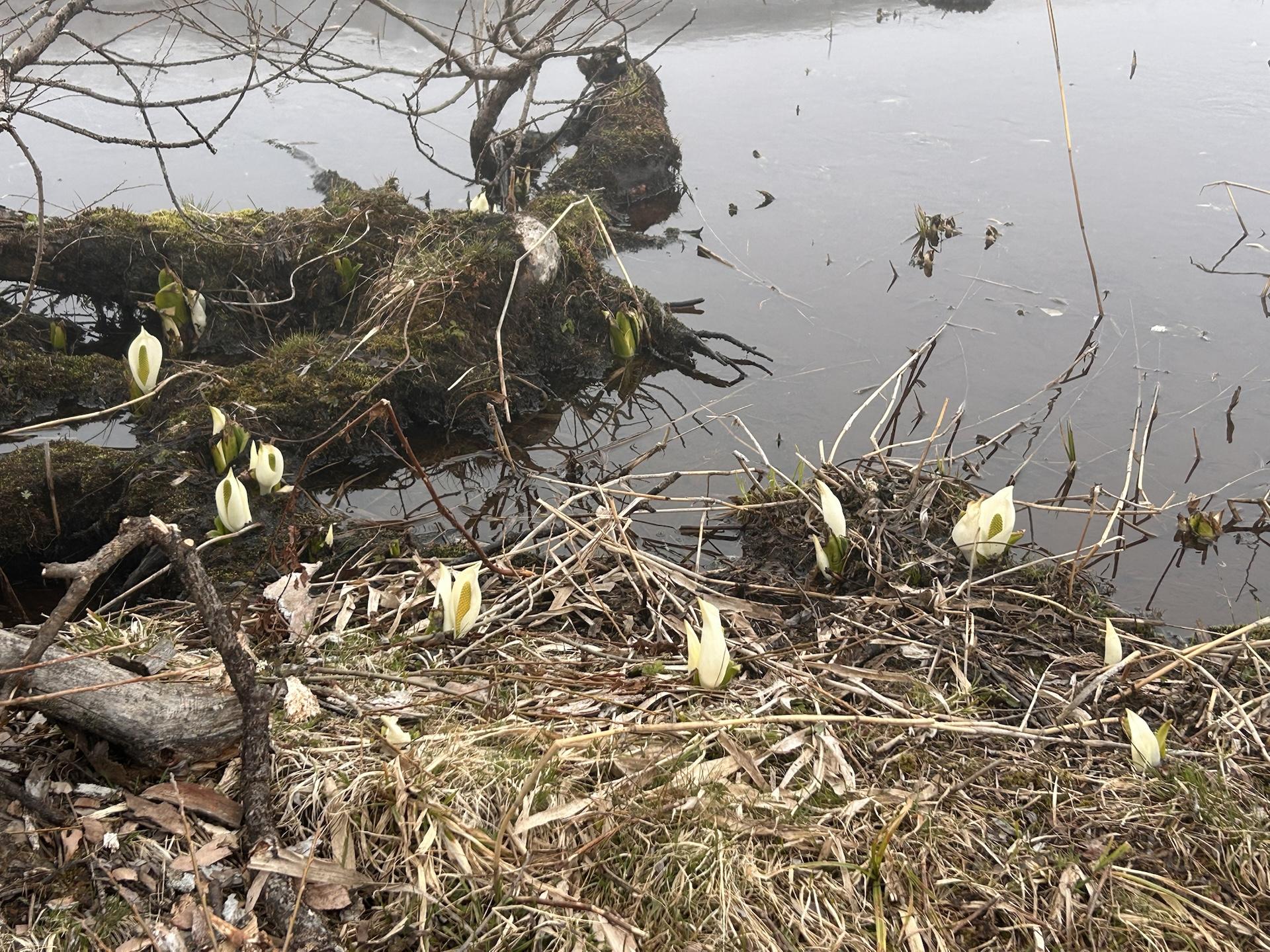 尾瀬、水芭蕉見つけた！-2025-05-03 / 弥太郎さんの尾瀬・燧ヶ岳