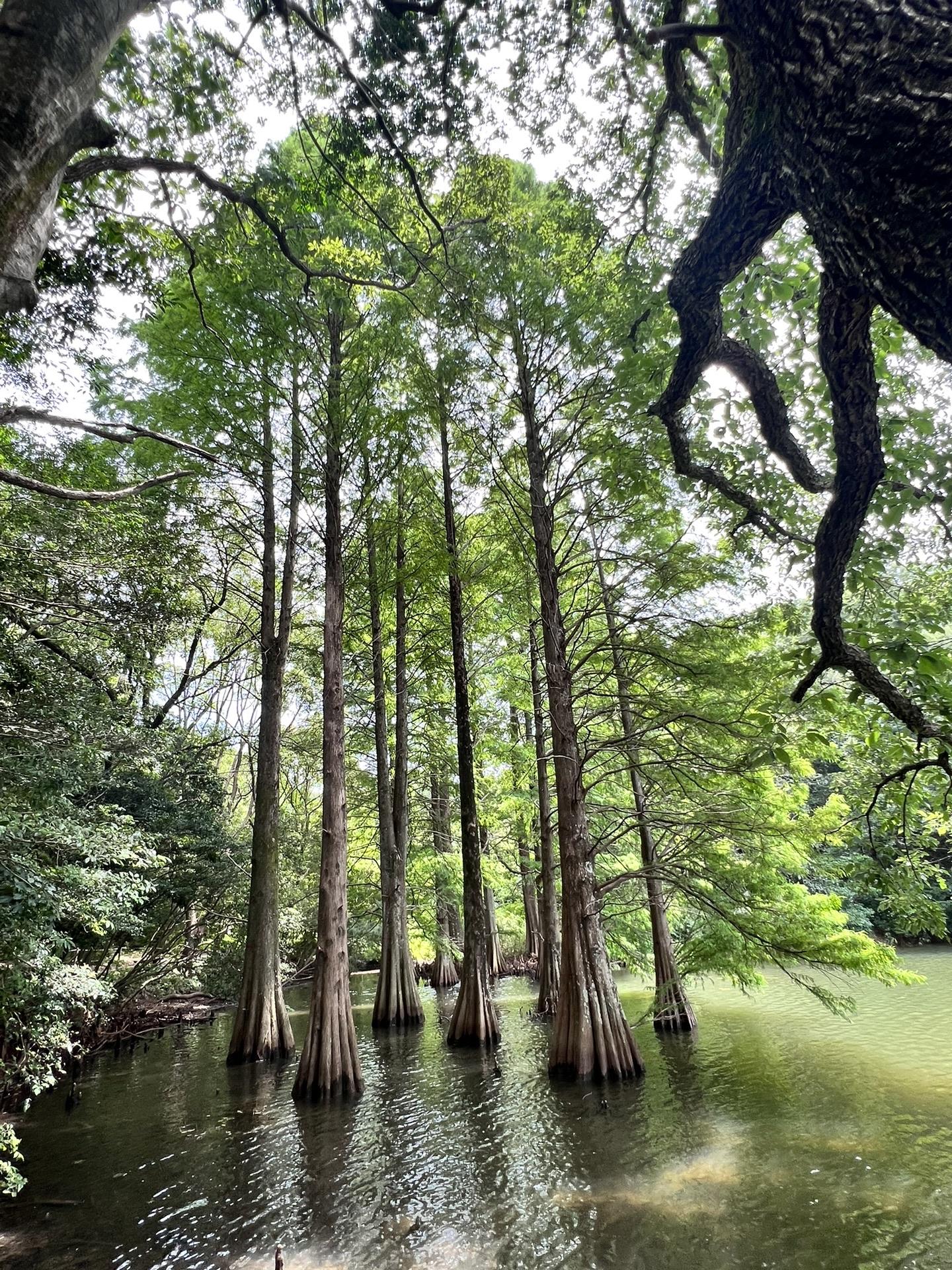 水彩画ジクレー版画「篠栗九大の森」（糟屋郡）
