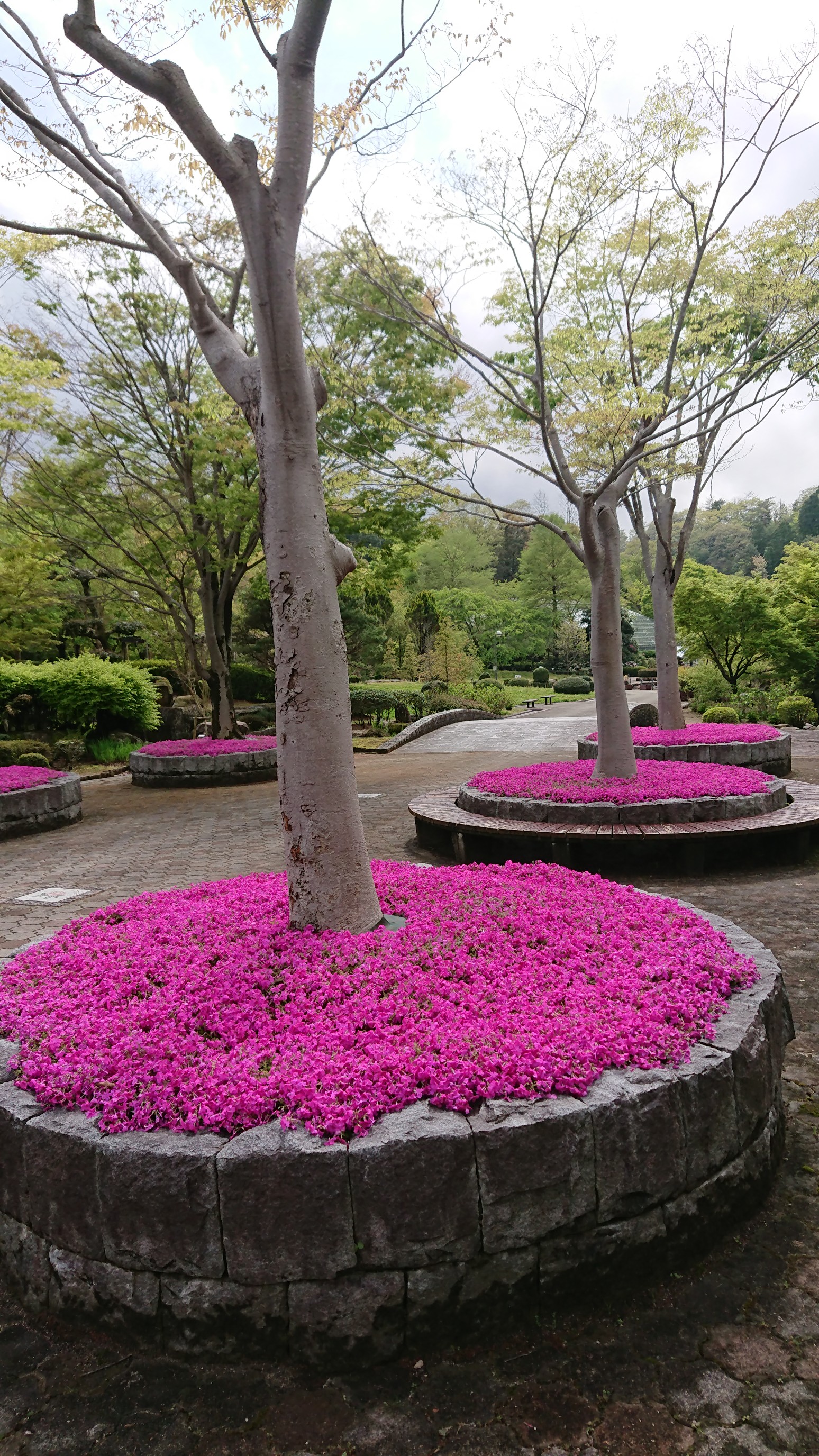 石楠花の里でウォーキング ヒサさんのウォーキングの活動日記 Yamap ヤマップ