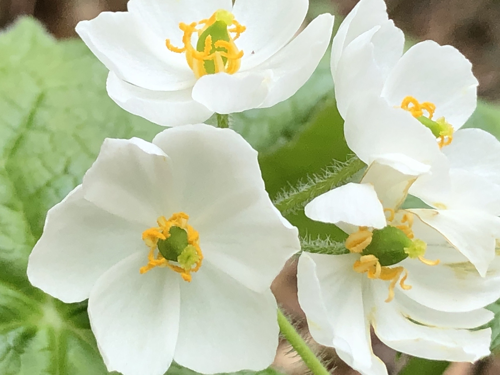 その風に乗って Yazakiさんの大日ヶ岳の活動日記 Yamap ヤマップ
