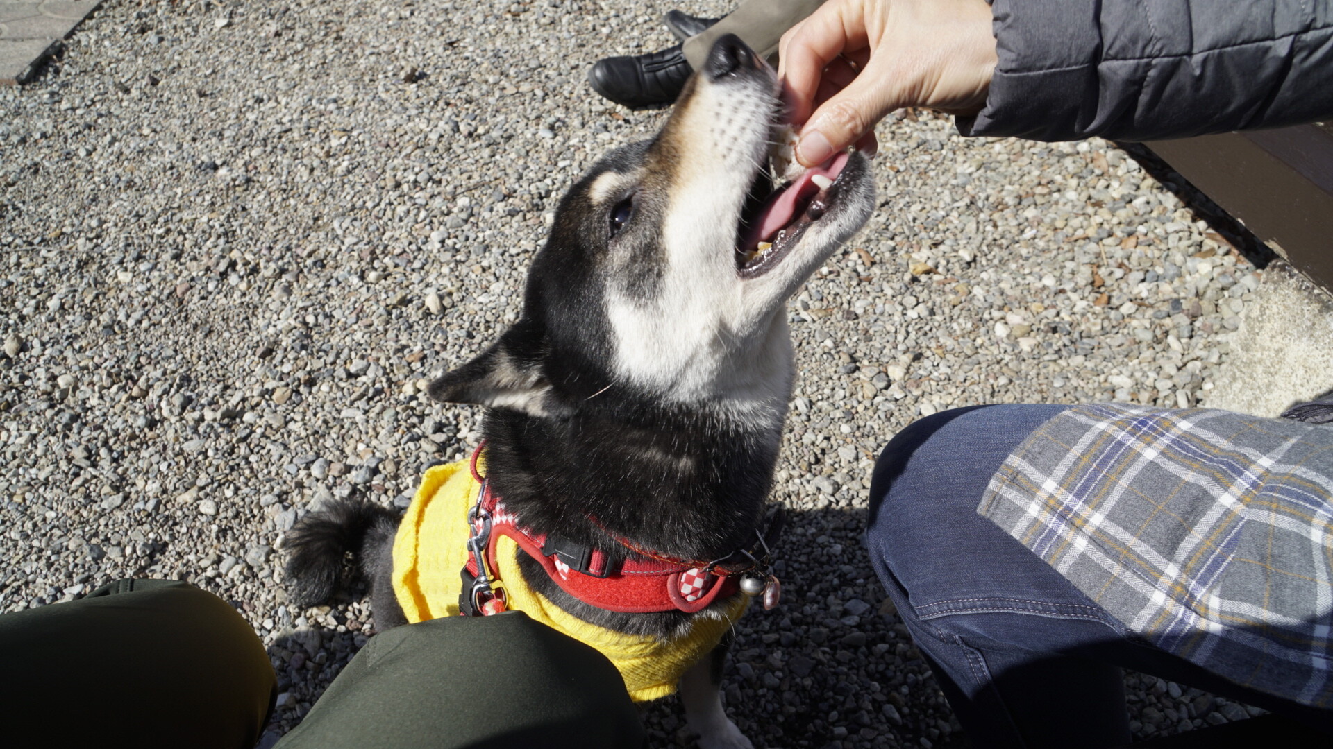 犬と山歩 リトルワールド 木曽川沿川周遊サイクリングロードの写真8枚目 よし Yamap ヤマップ