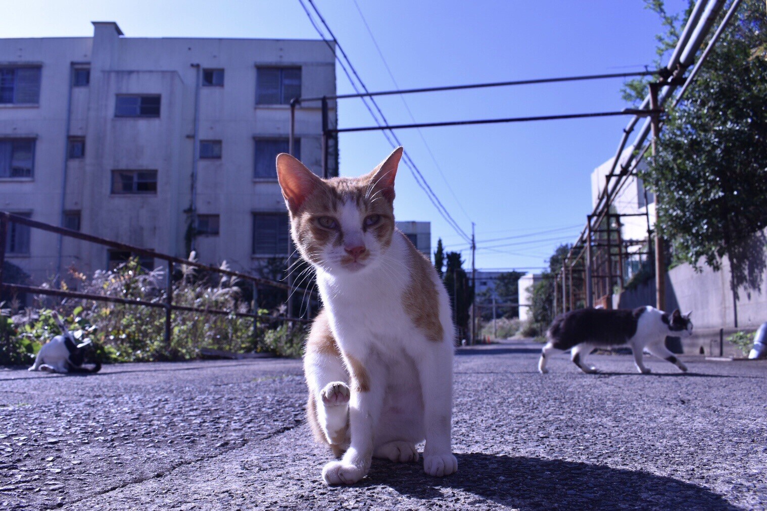 池島に泊まってみた のか？ / 福△さんの長崎市 外海エリアの活動日記 | YAMAP / ヤマップ