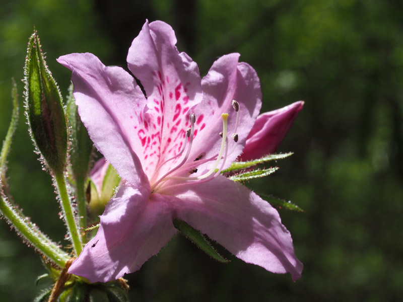 我が家の裏山である中山 兵庫県 をグルッと 04 22 Shunsanさんの中山 兵庫県 大峰山の活動データ Yamap ヤマップ