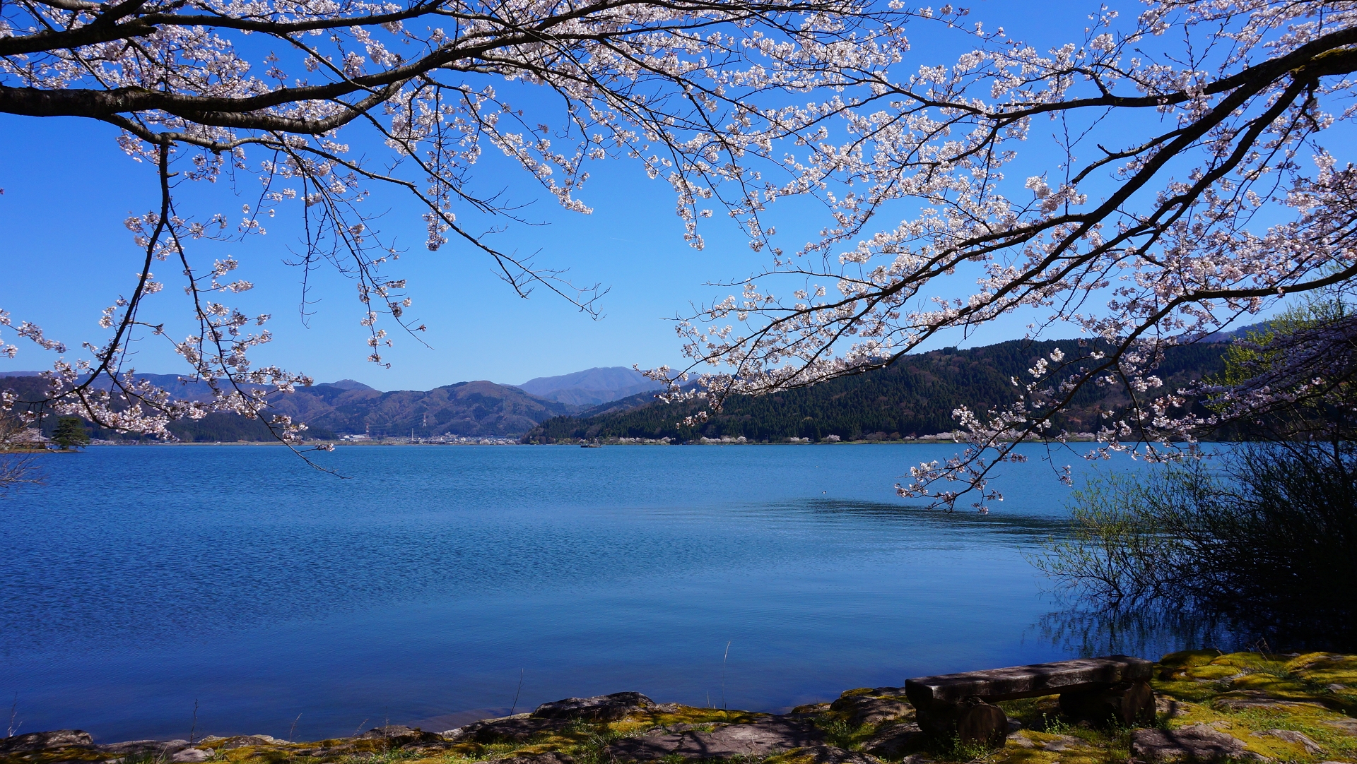 余呉湖 桜 賤ヶ岳 山本山 琵琶湖 19 04 13 まるまるお化けさんの賤ヶ岳 山本山の活動データ Yamap ヤマップ