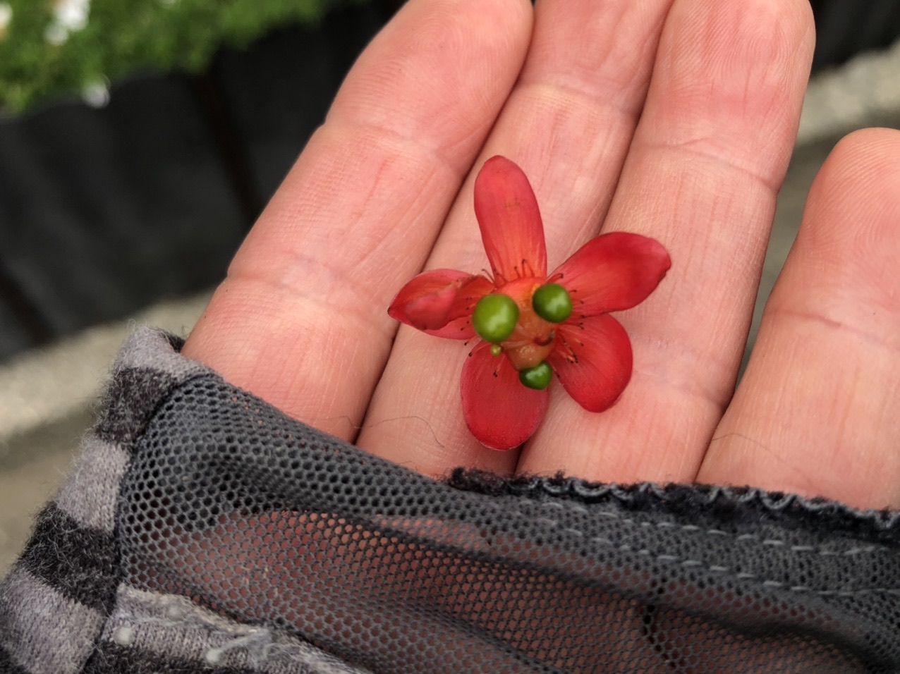 んんん 可愛い赤い花 なんと Kirichan57さんのモーメント Yamap ヤマップ