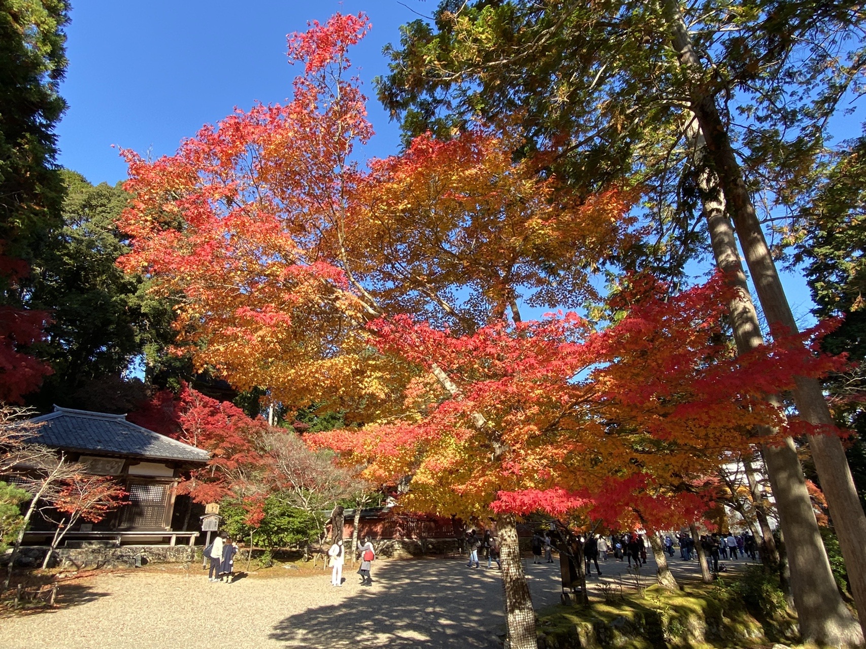 愛宕山から神護寺 高山寺まで 紅葉三昧 け さんの愛宕山 三頭山 朝日峯の活動データ Yamap ヤマップ