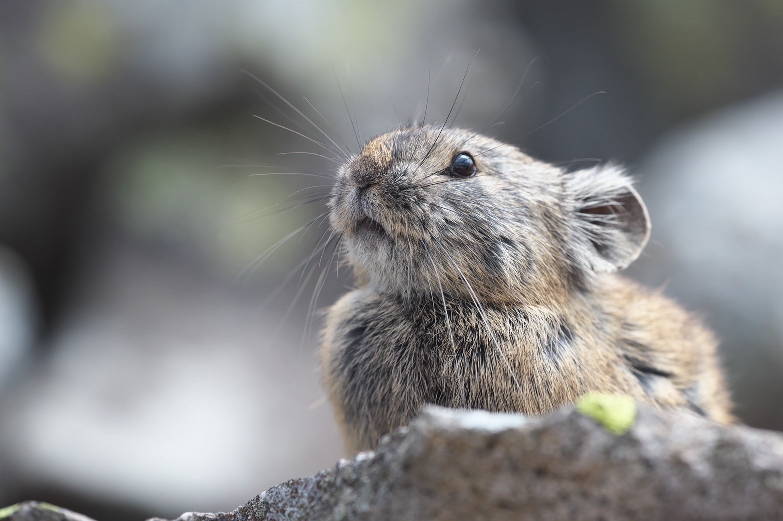 東ヌプカウシヌプリ 05 09 Pug 2goさんの東ヌプカウシヌプリ 西ヌプカウシヌプリの活動データ Yamap ヤマップ