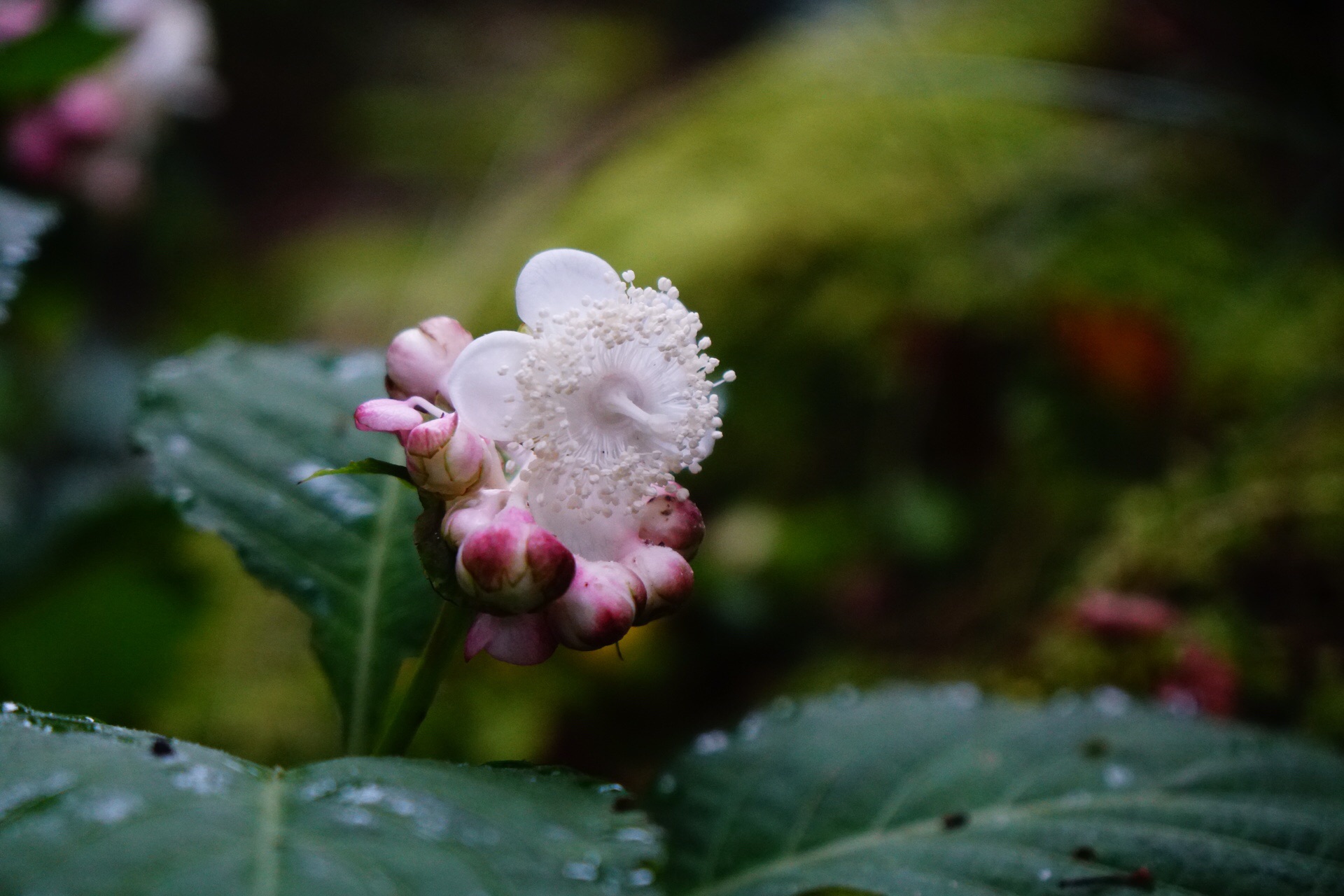 本当にあった怖い話し 19夏編 天狗の森ハーフ周回 ソーヤさんの天狗ノ森 天狗高原 黒滝山の活動日記 Yamap ヤマップ