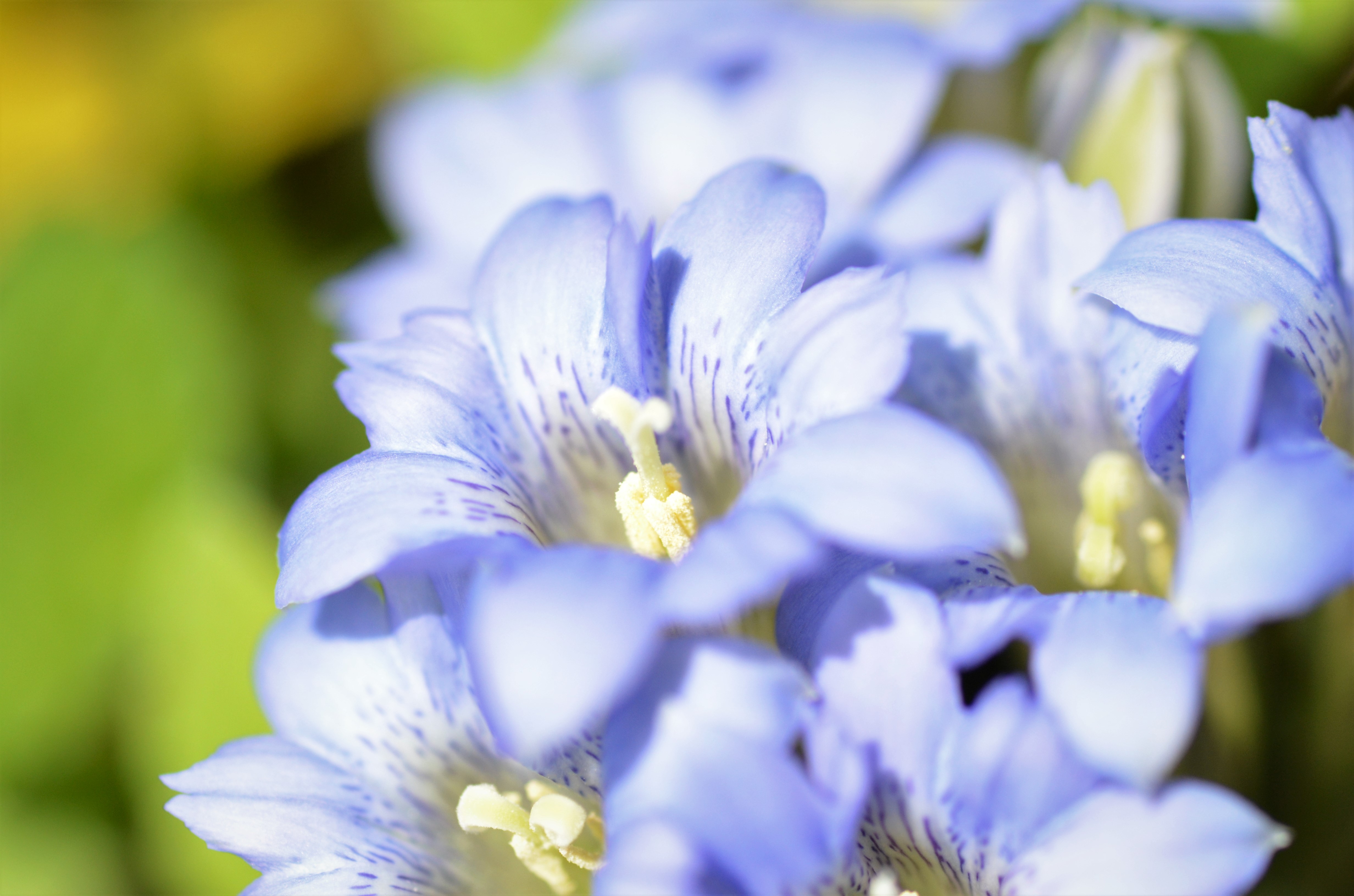 基山 フデリンドウとスミレ達 04 18 Gyuさんの天拝山 基山の活動データ Yamap ヤマップ