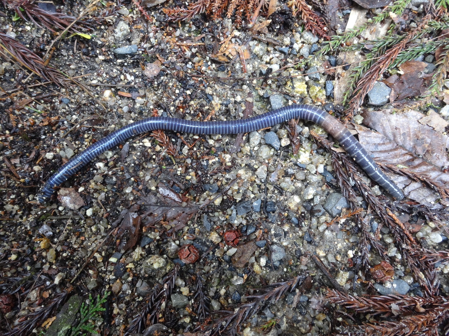 飯道山の周りをウロウロ 飯道山の写真13枚目 寒いのにミミズがいた Yamap ヤマップ