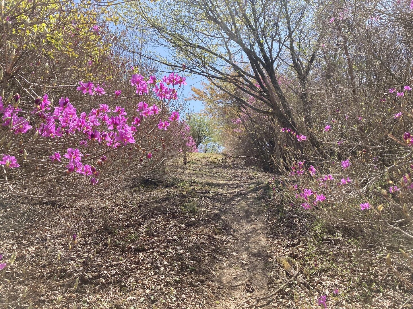 旭ヶ丸・高鉾山（最高点）