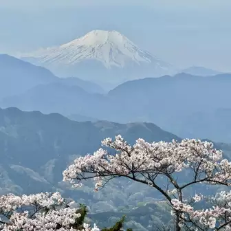 高尾山頂の桜と富士山