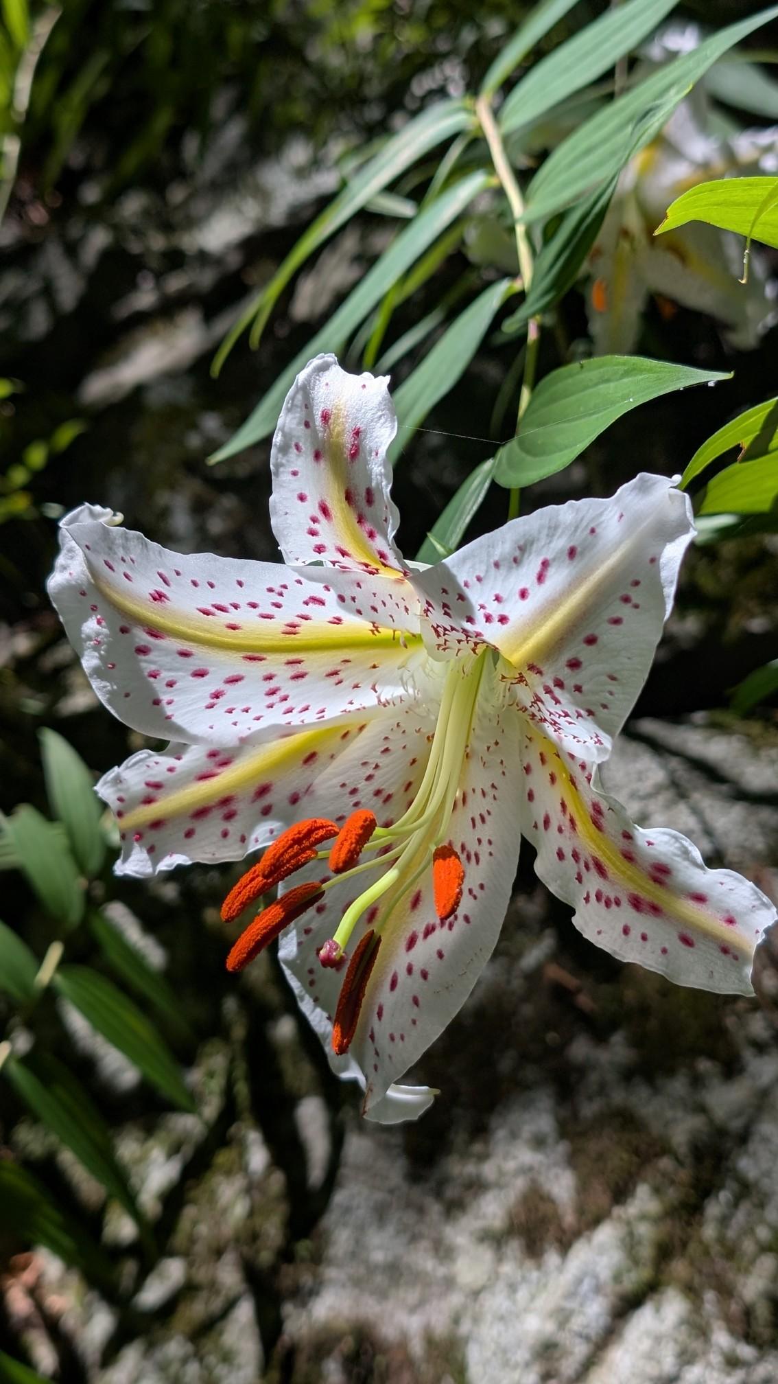 成ちゃん | YAMAP / ヤマップ