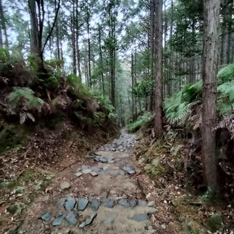 熊野古道 小辺路 緑の香りが気持ち良い〜💕