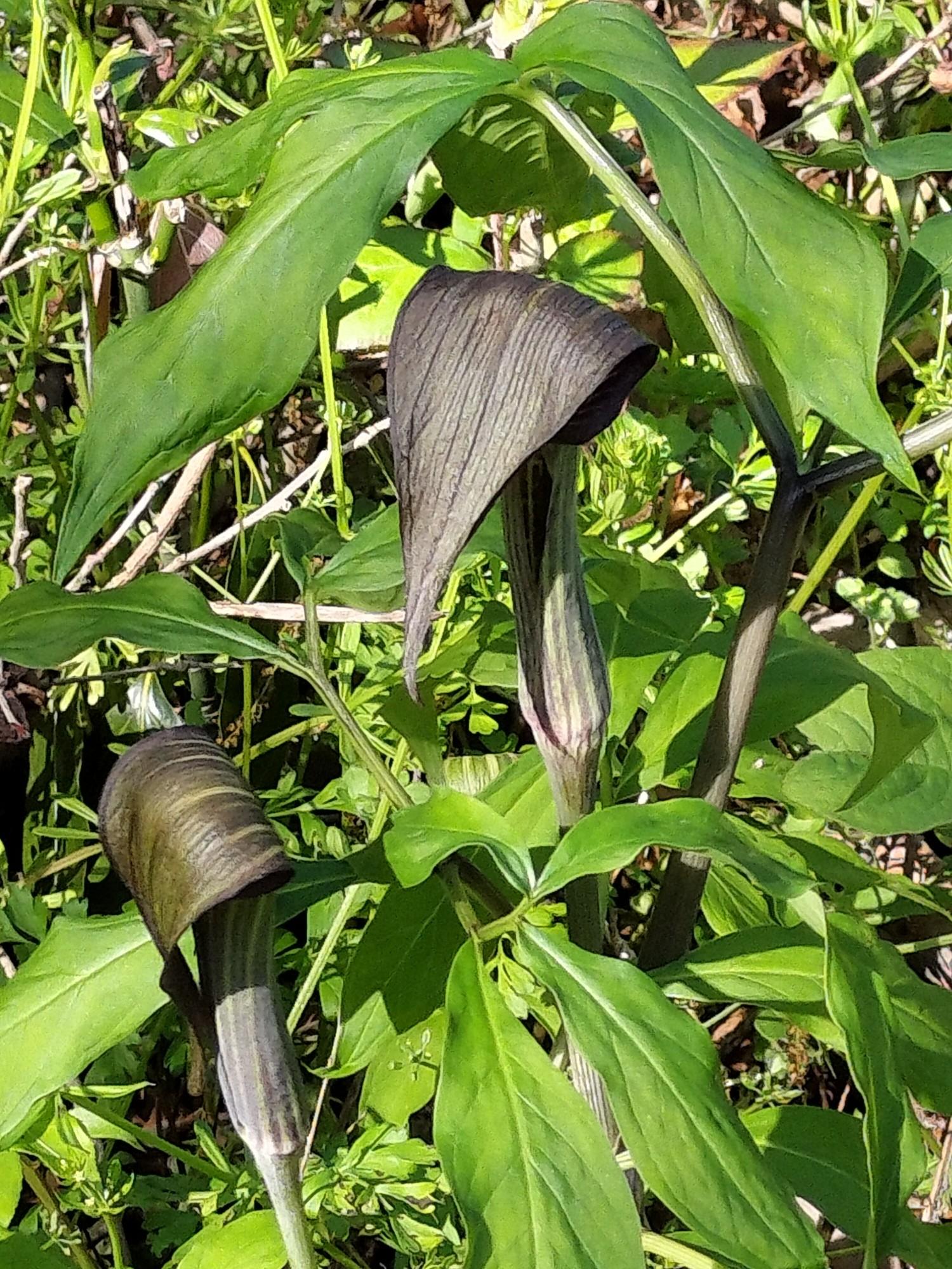 滝谷山・大谷山 / inojunさんの大谷山・滝谷山・城ヶ峰の活動データ | YAMAP / ヤマップ