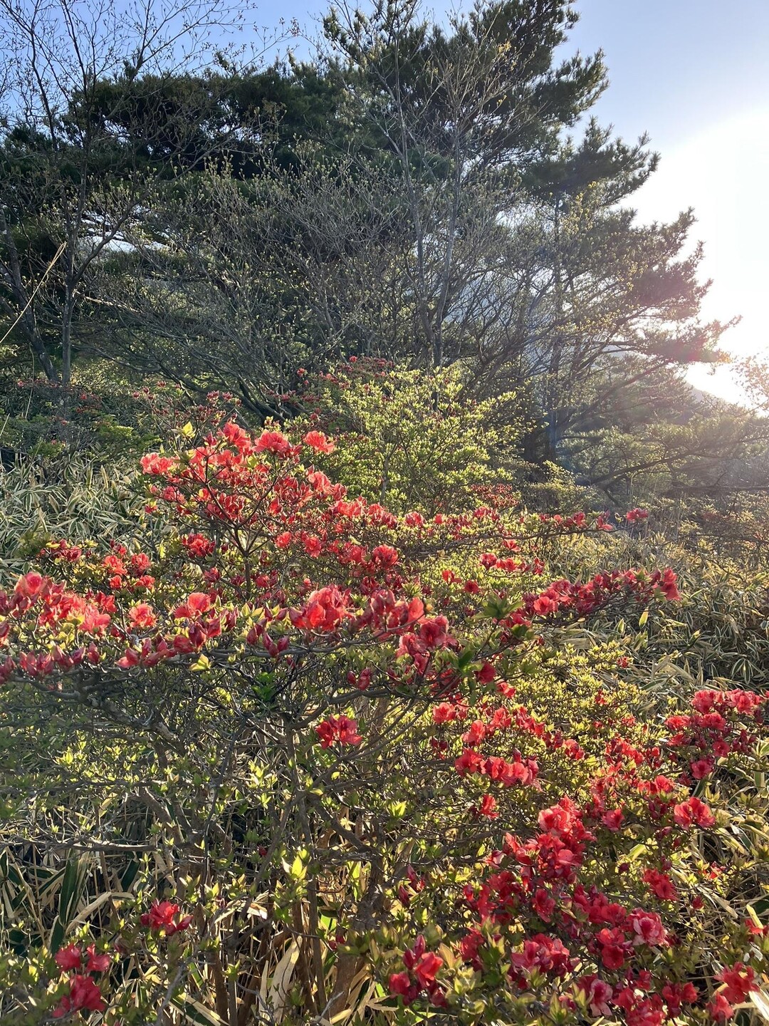 鍋割山 南面登山口から前不動経由 / ねぎぼーさんの赤城山・黒檜山・荒山の活動データ YAMAP / ヤマップ