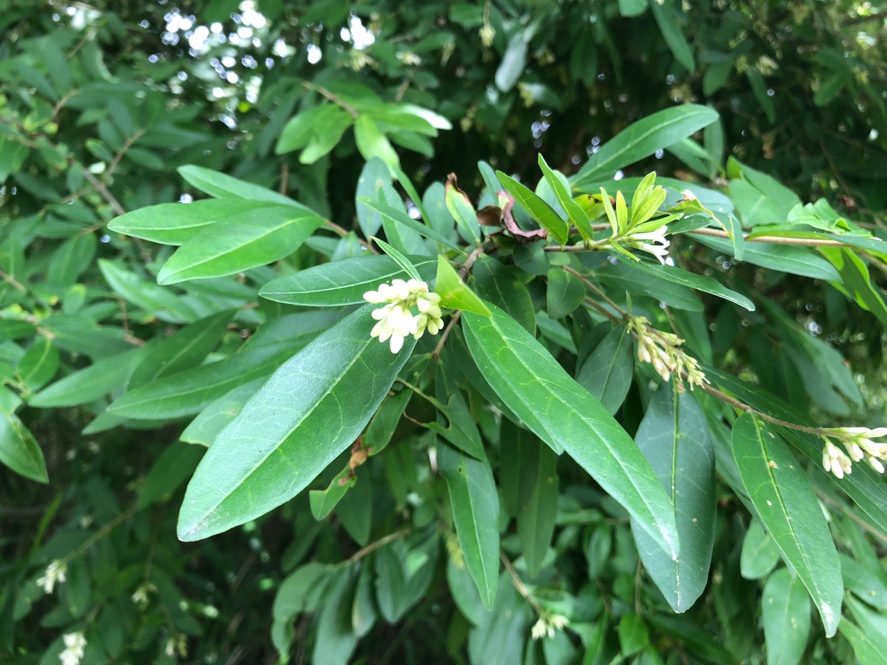 葦毛 いもう 湿原 雲谷山 座談山 船形山 神石山 やまねこさんの坊ヶ峰 石巻山 神石山 葦毛湿原の活動日記 Yamap ヤマップ