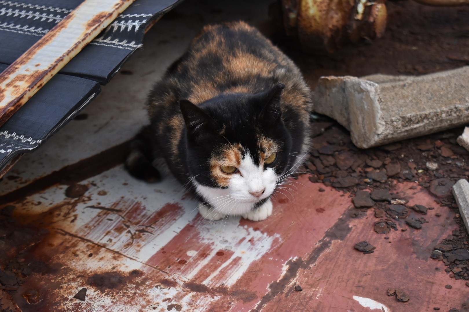 青島 猫島 Mattyonさんの四国遍路その14の活動日記 Yamap ヤマップ