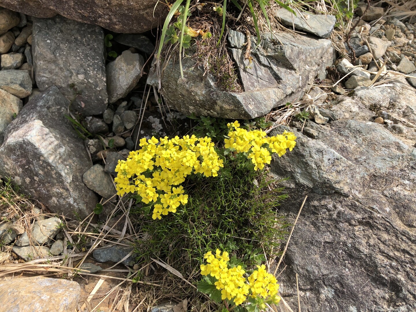 早池峰剣ヶ峰 早池峰山 薬師岳 早池峰山 薬師岳 鶏頭山の写真11枚目 ナンブイヌナズナ 北海道の夕張岳 本州の Yamap ヤマップ