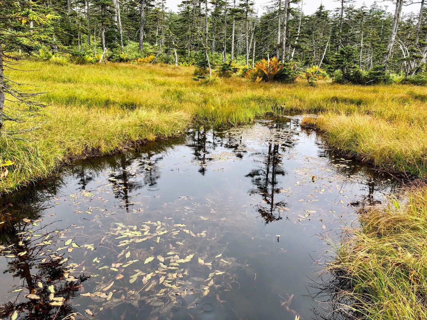 雲井ヶ原湿原 19 09 15 ぶたんたさんの大雪山系 旭岳 トムラウシの活動日記 Yamap ヤマップ