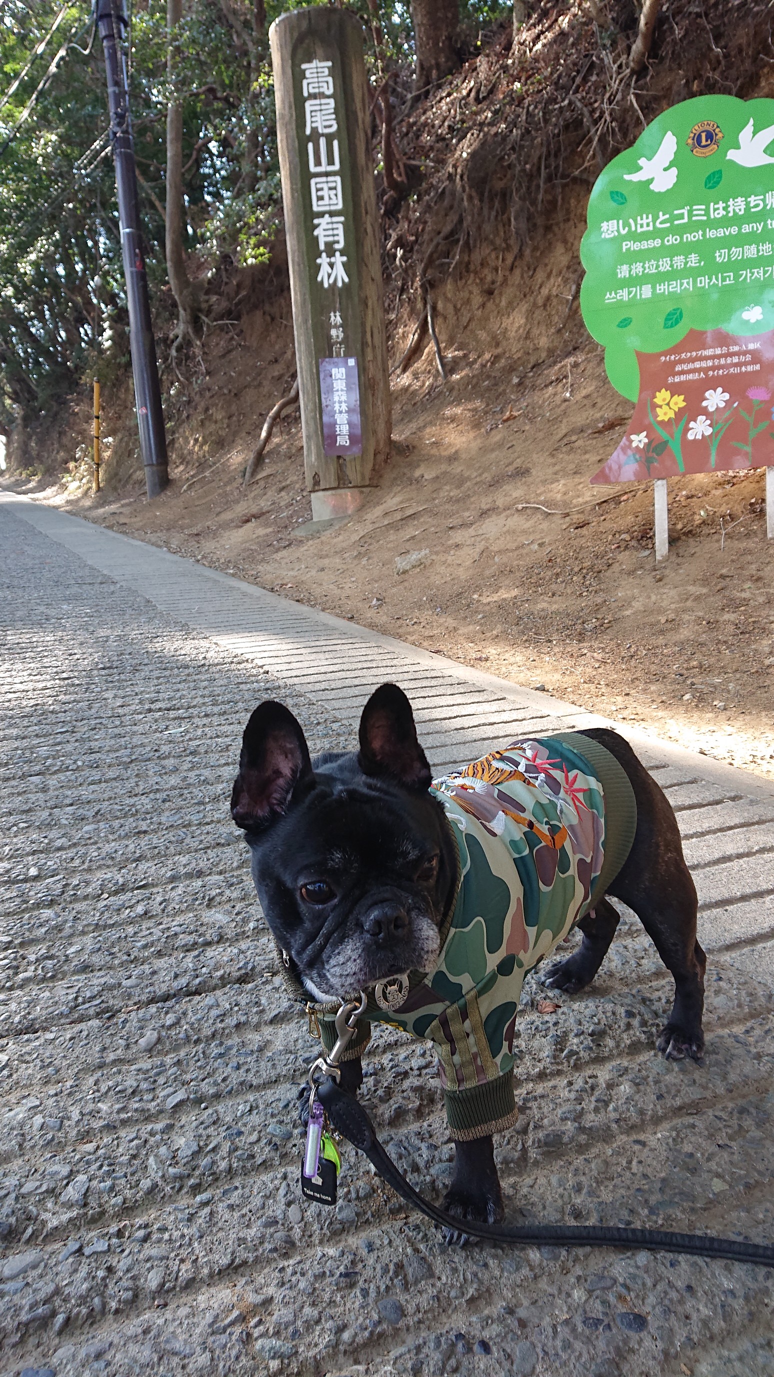 お犬様の大名登山で高尾山 よっちゃんさんの高尾山 陣馬山 景信山の活動日記 Yamap ヤマップ
