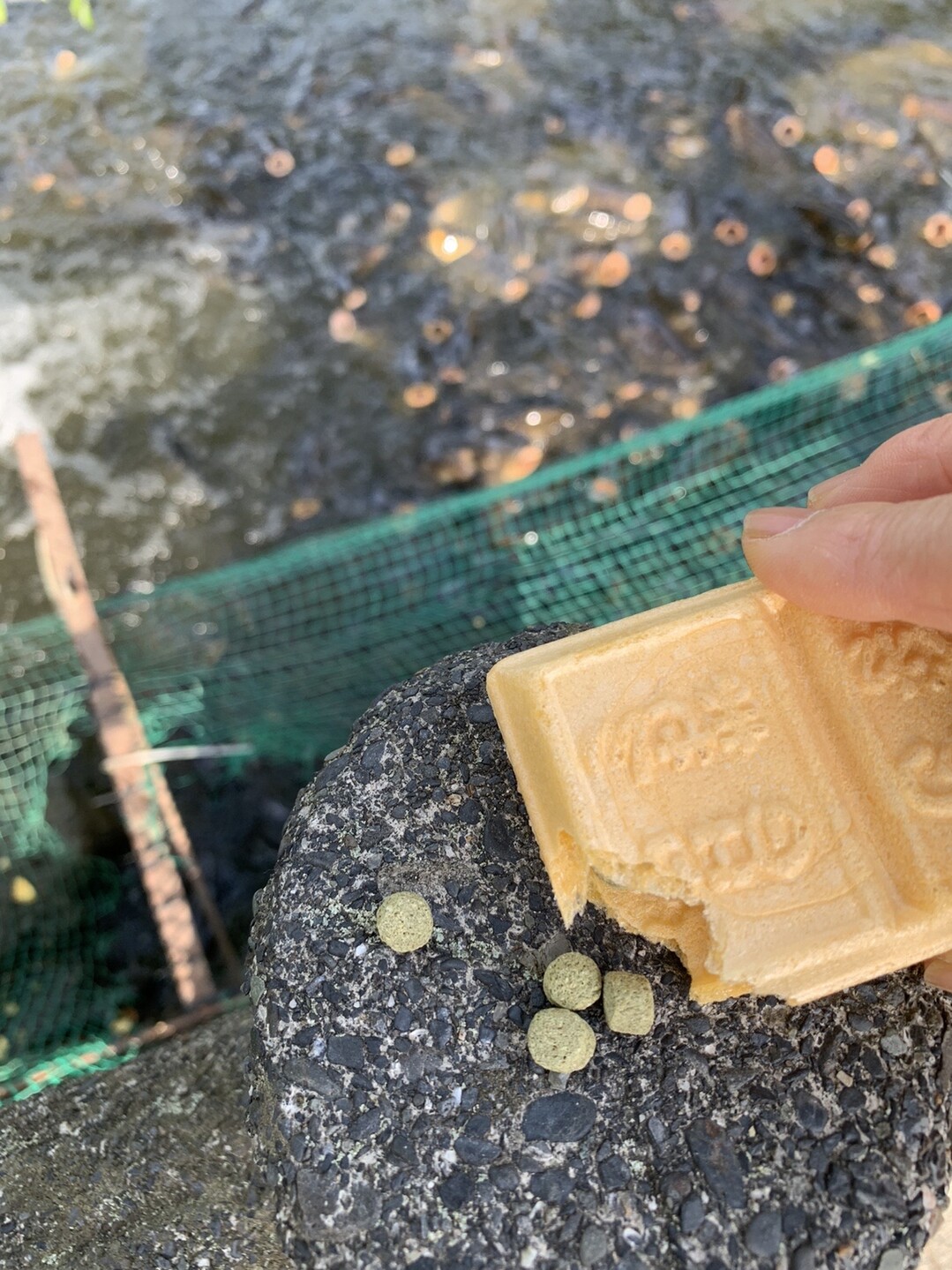日本平動物園 06 09 日本平の写真10枚目 モナカの中に 鯉の餌が入っていました Yamap ヤマップ