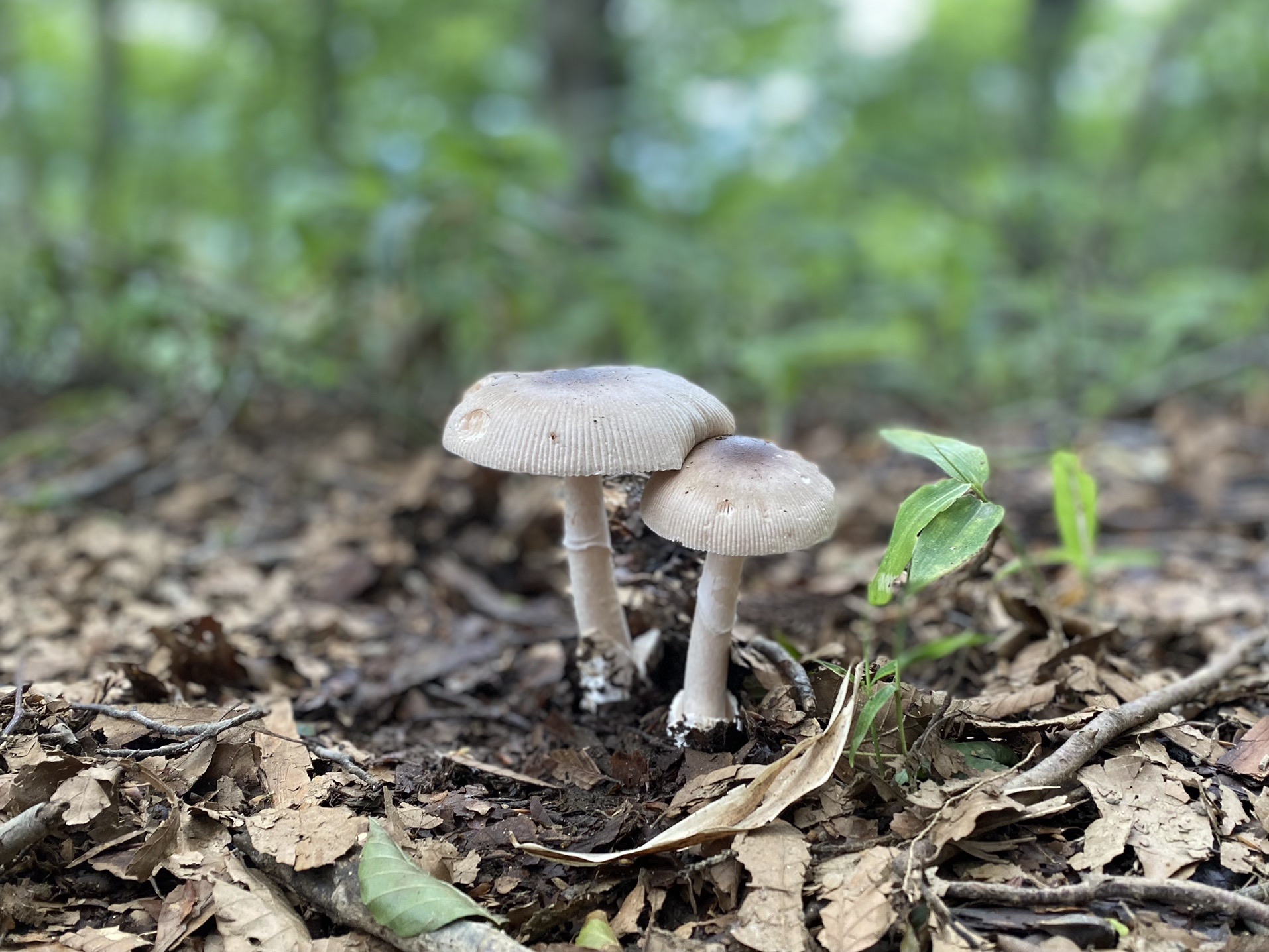 金剛山 タマゴダケがいない日 くぼっちさんの金剛山 二上山 大和葛城山の活動データ Yamap ヤマップ