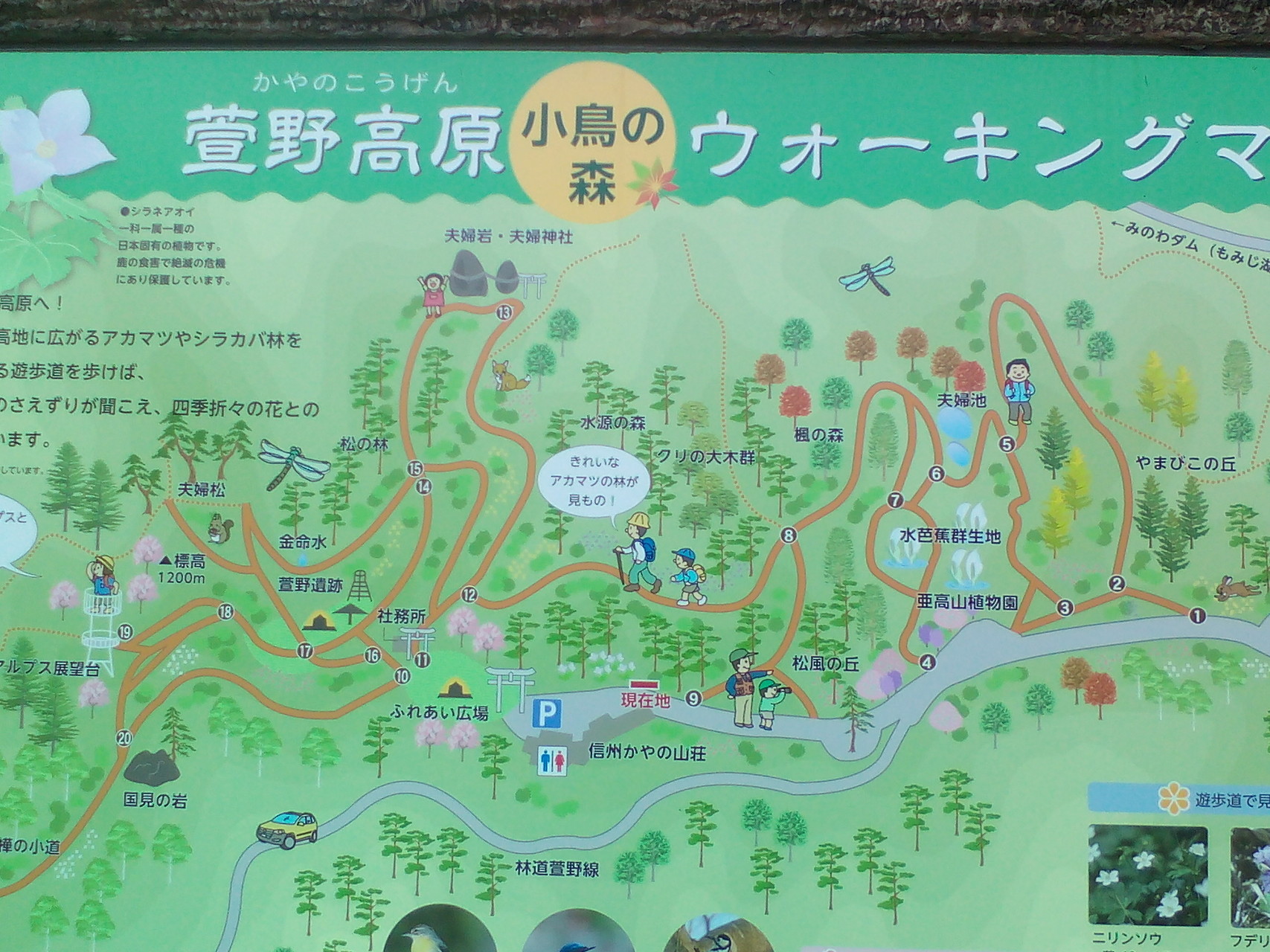 萱野高原 Sawch 39さんの守屋山の活動日記 Yamap ヤマップ