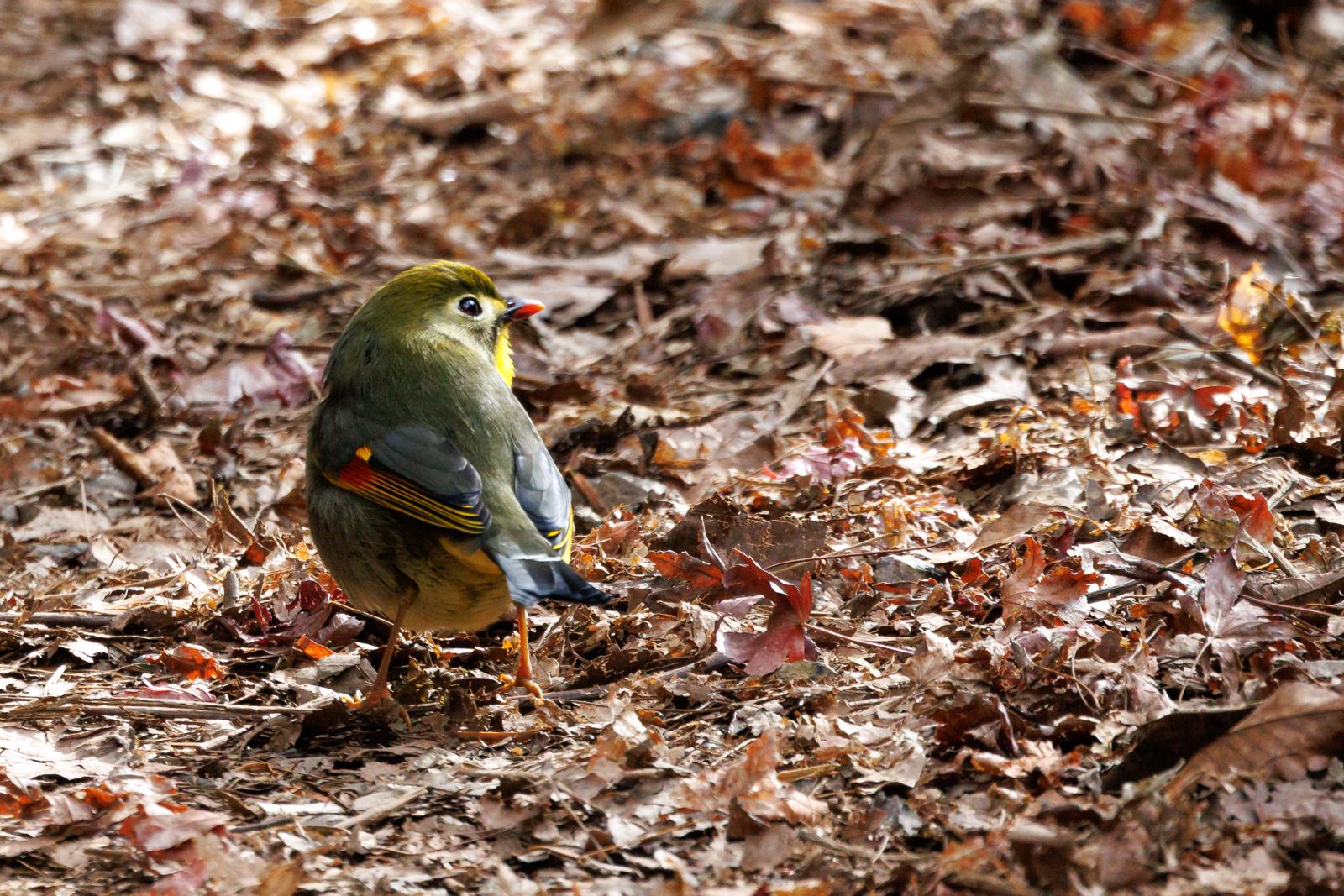 大寒波の高尾山 野鳥とシモバシラ Kimura さんの高尾山 陣馬山 景信山の活動データ Yamap ヤマップ
